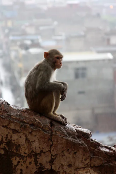 INDIA - 28.jpg