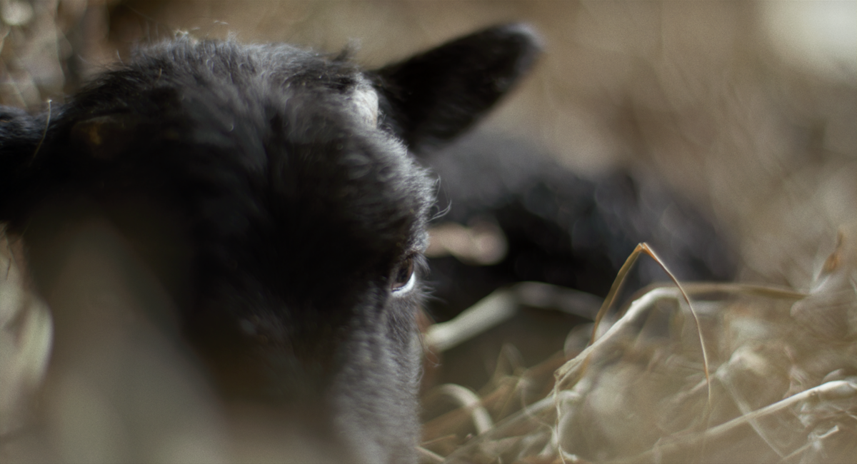WRITER/DIRECTOR/PRODUCER | LAMBING | Short