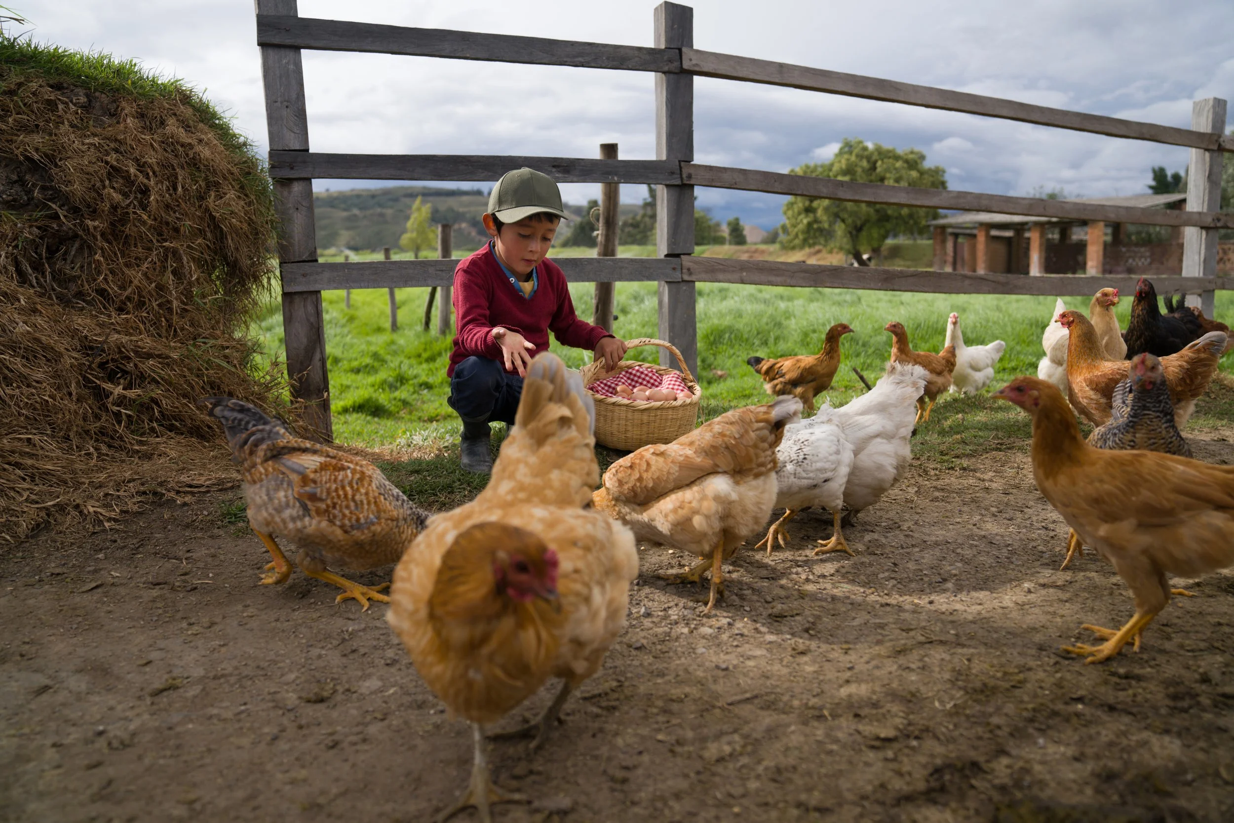Custom Poultry Processor RedBird Farms