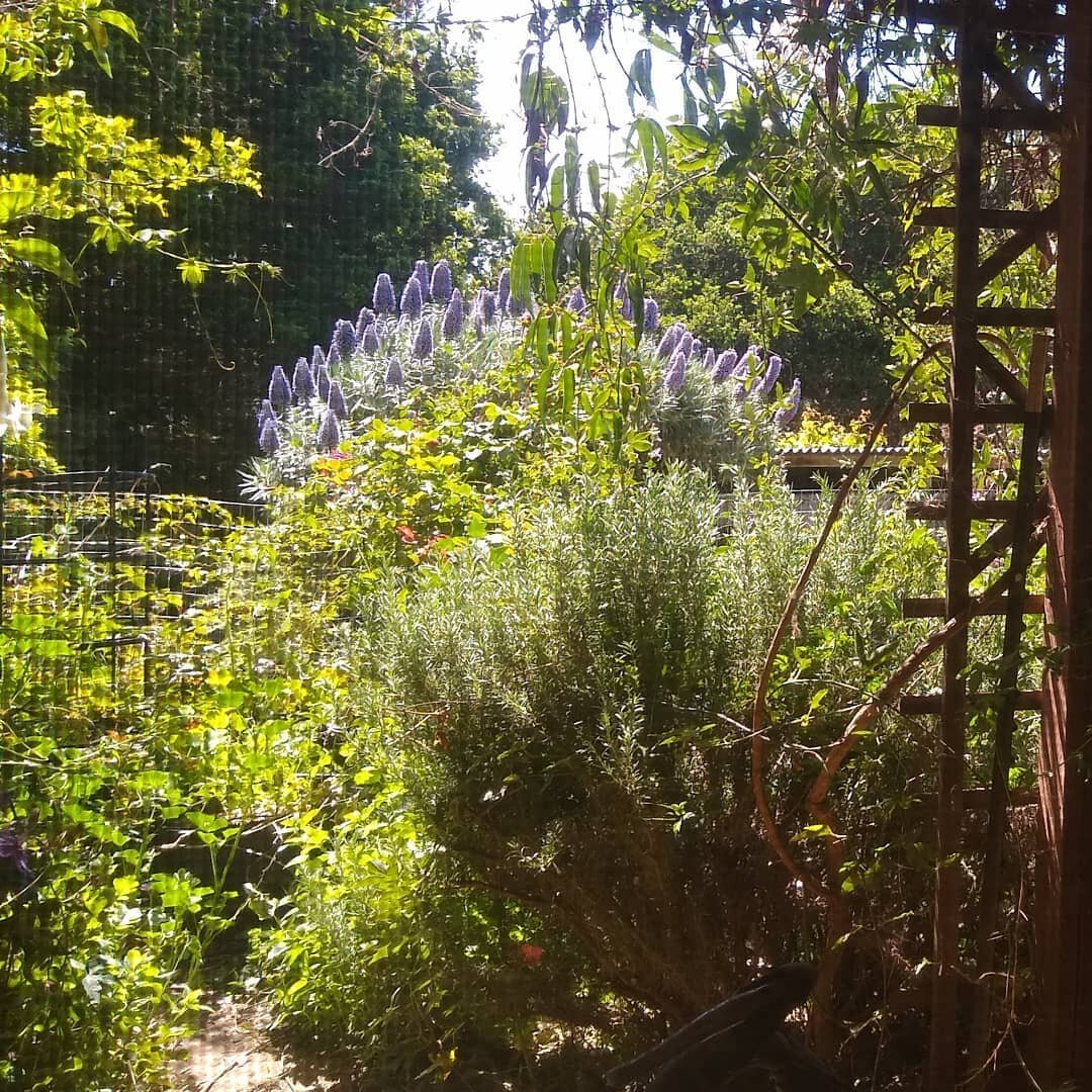 I hope everyone is staying healthy and happy!  Be kind to yourself, and take breaks, if you need them.  Speaking of breaks, here's a look at the view from the studio window. 
.
.
.
#view #outside #garden #sunshine