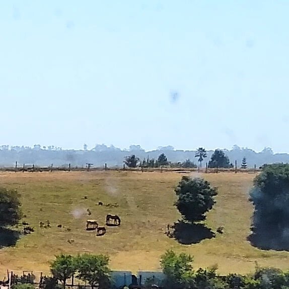 Catching a glimpse of this year's foal, across the canyon.  There is such comfort and hope in the cycles of nature.  Happy mother's day to all.