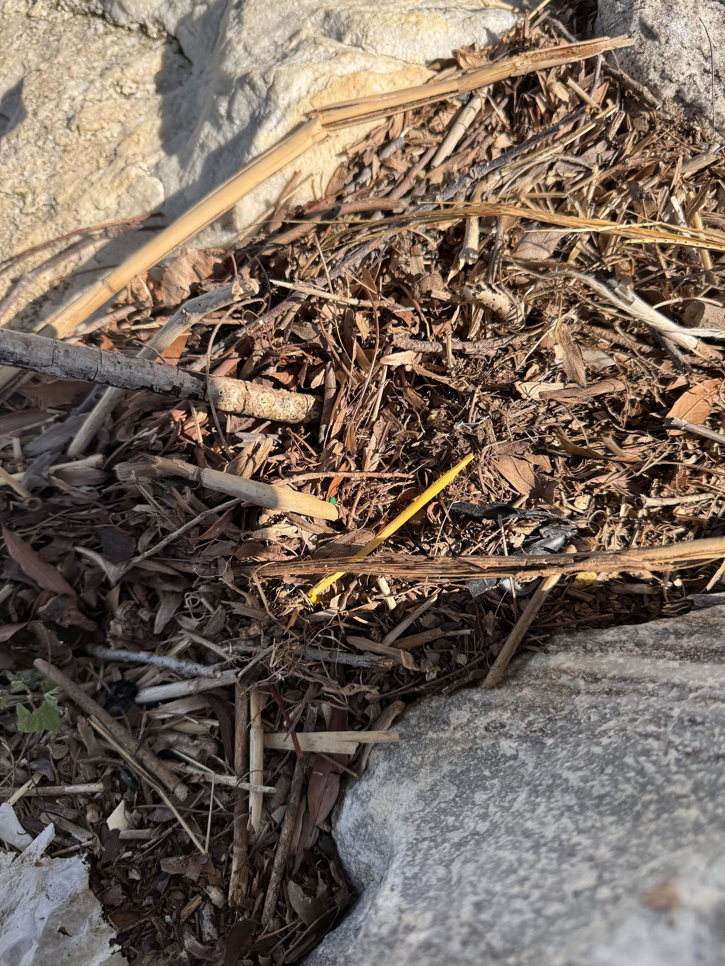 plasticstrawSevern.jpeg