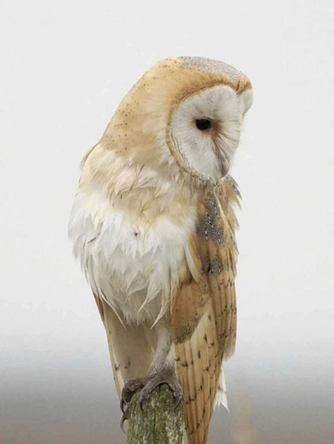 Brand design for @yerumael offering &lsquo;WINTER HERBAL SANCTUARY&rsquo; ✍🏼 🌲 👉🏽 

The plants guard ancient knowing. Their roots whisper truths the mind forgets,
Leaves carry stories older than firelight.
Winter Herbal Sanctuary is where we reme