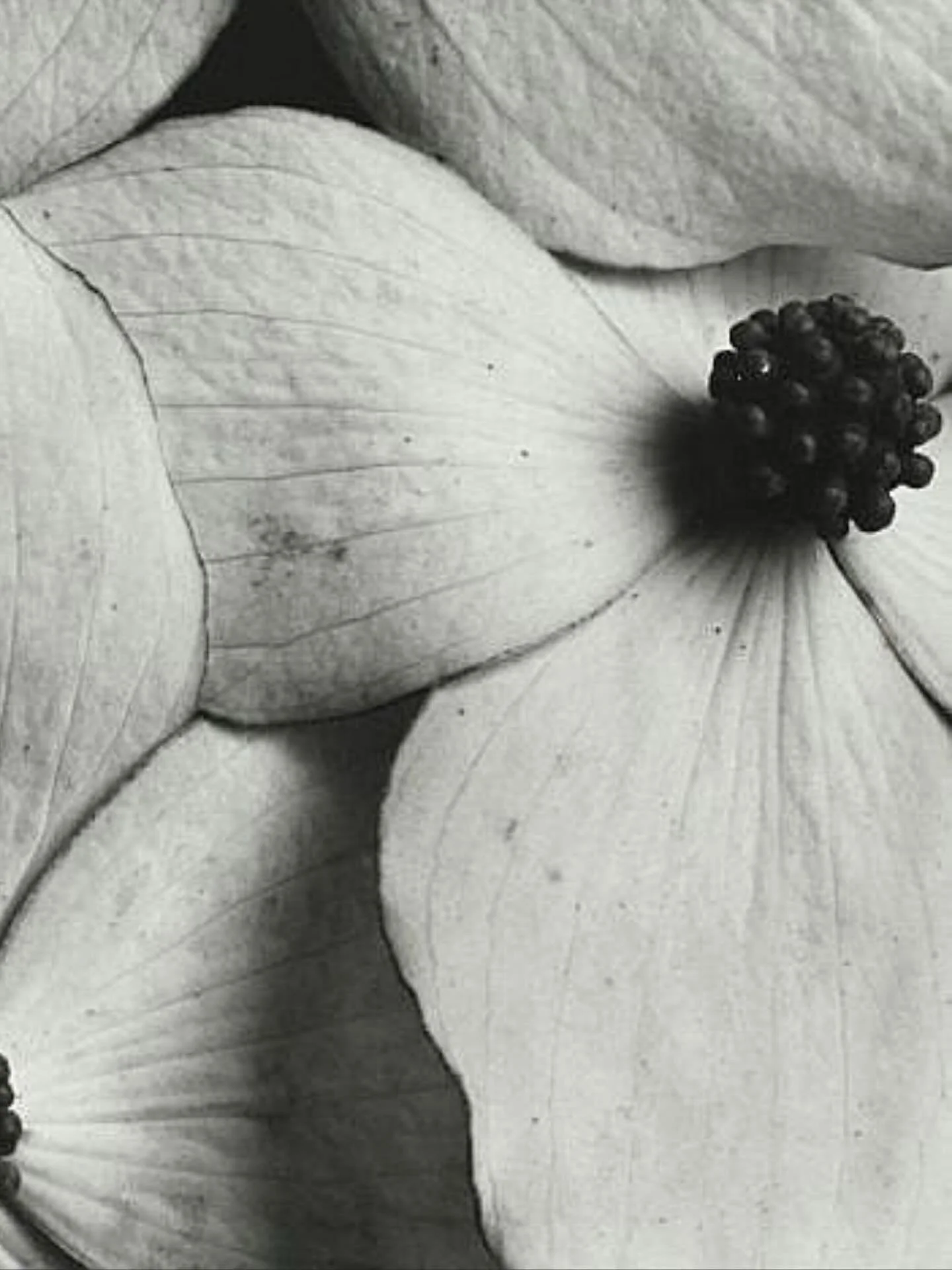 HOW TO BLOOM&hellip;

She does not ask for Crowns, though Kingdoms rise in the wake of her becoming.

She doesn&rsquo;t beg for worship, though oceans have always bowed to the moon.

She yearns for her wild to be seen as&hellip;
Thorn and blossom.
Hu