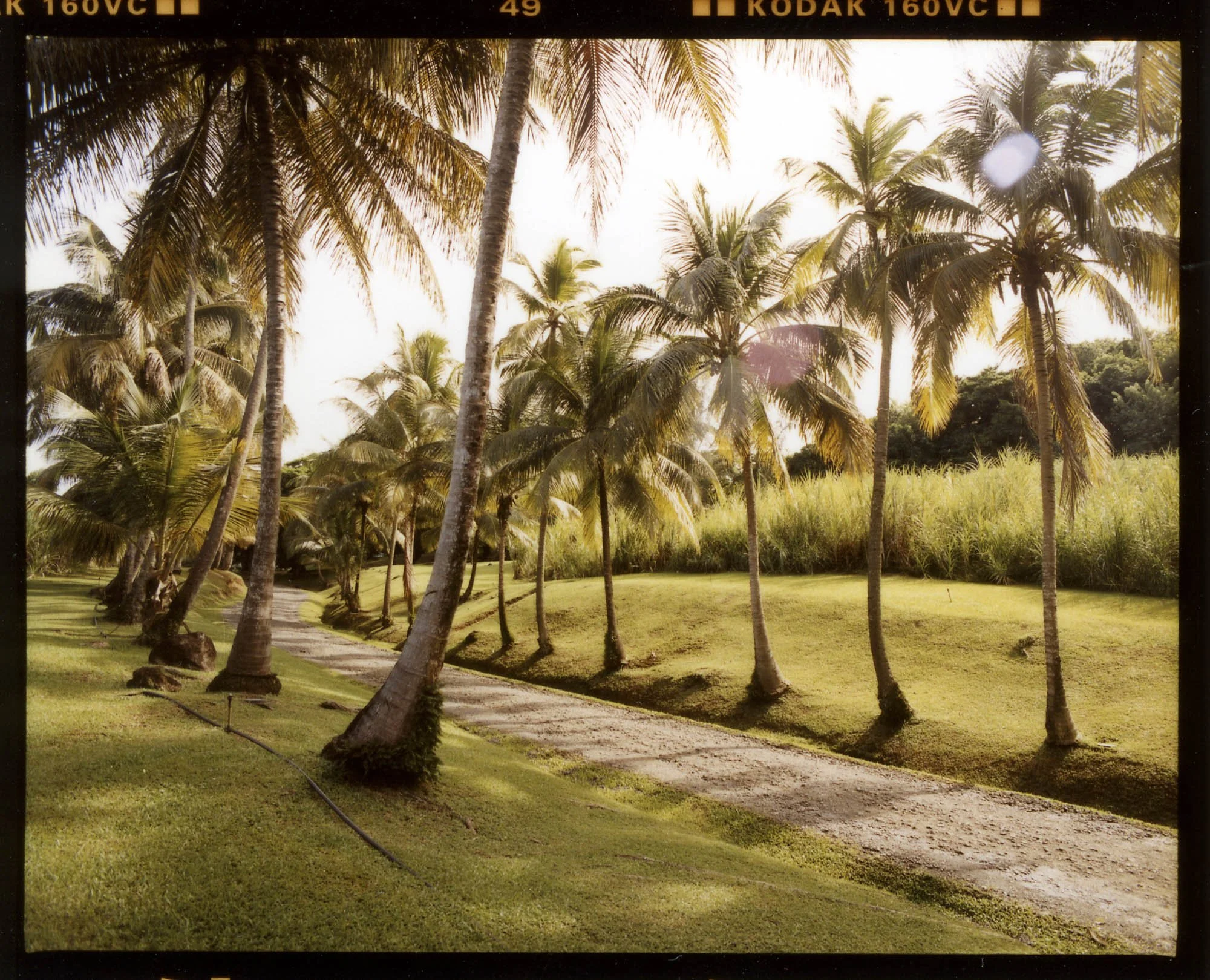 palm tree lined road.jpg