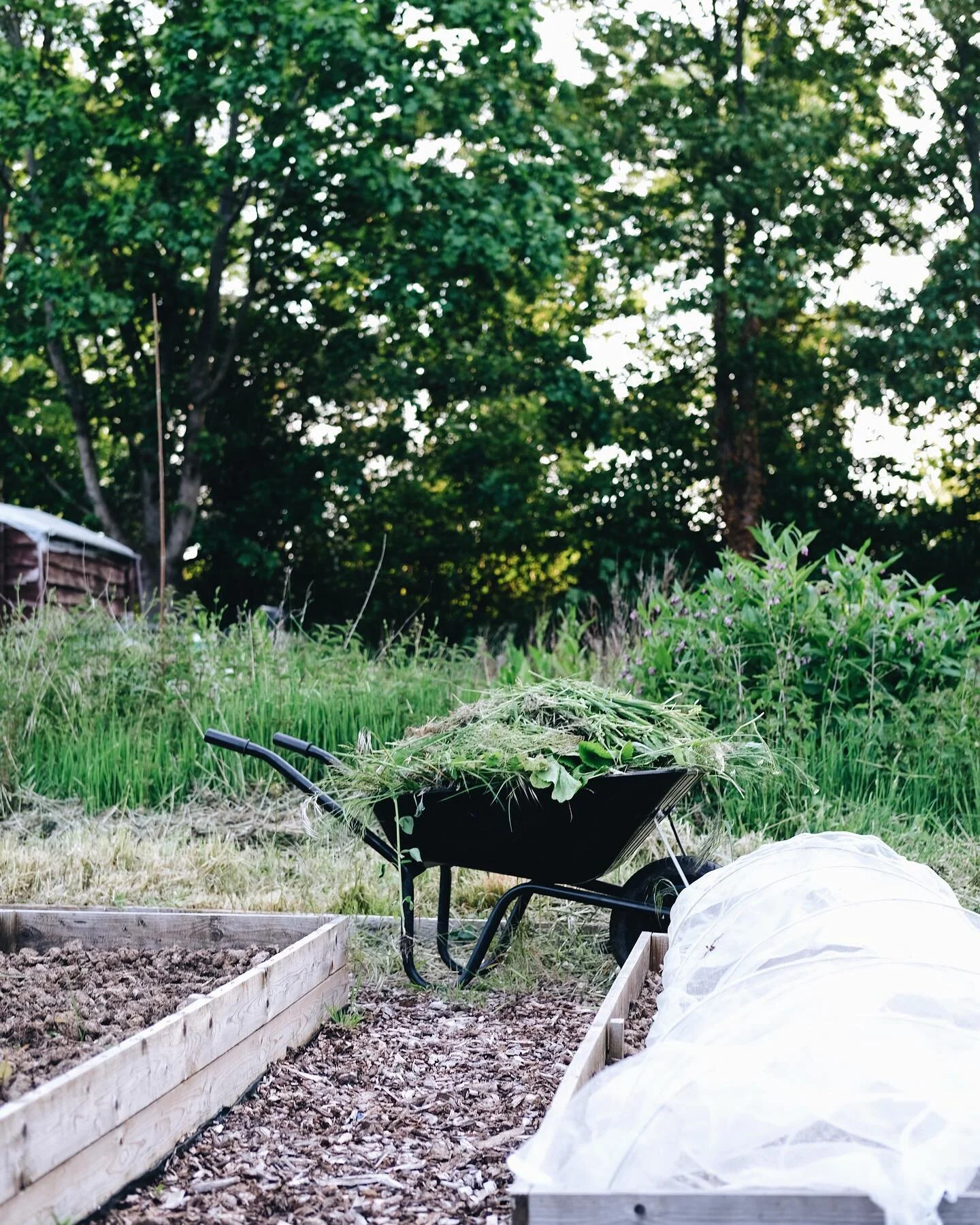 As easy as no-mow May was it&rsquo;s time to cut down the grasses and weeds to get access to our plot. Believe me, there is veg amongst the current mess!