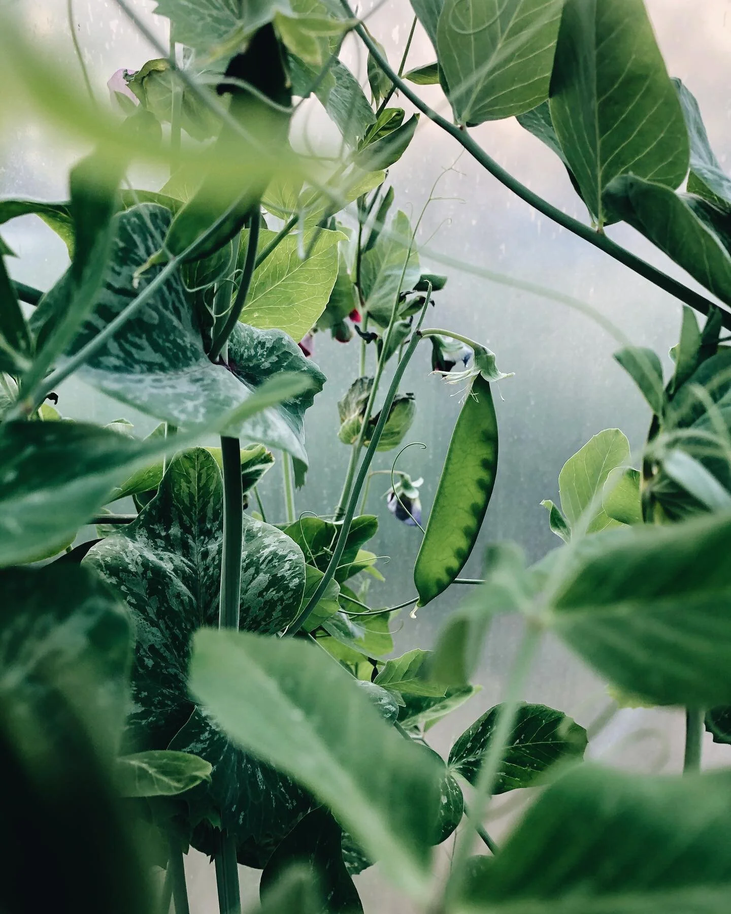 Time and water 🙌🏻
The rewards of months of nurturing and a lot of patients - all the peas you could possibly eat