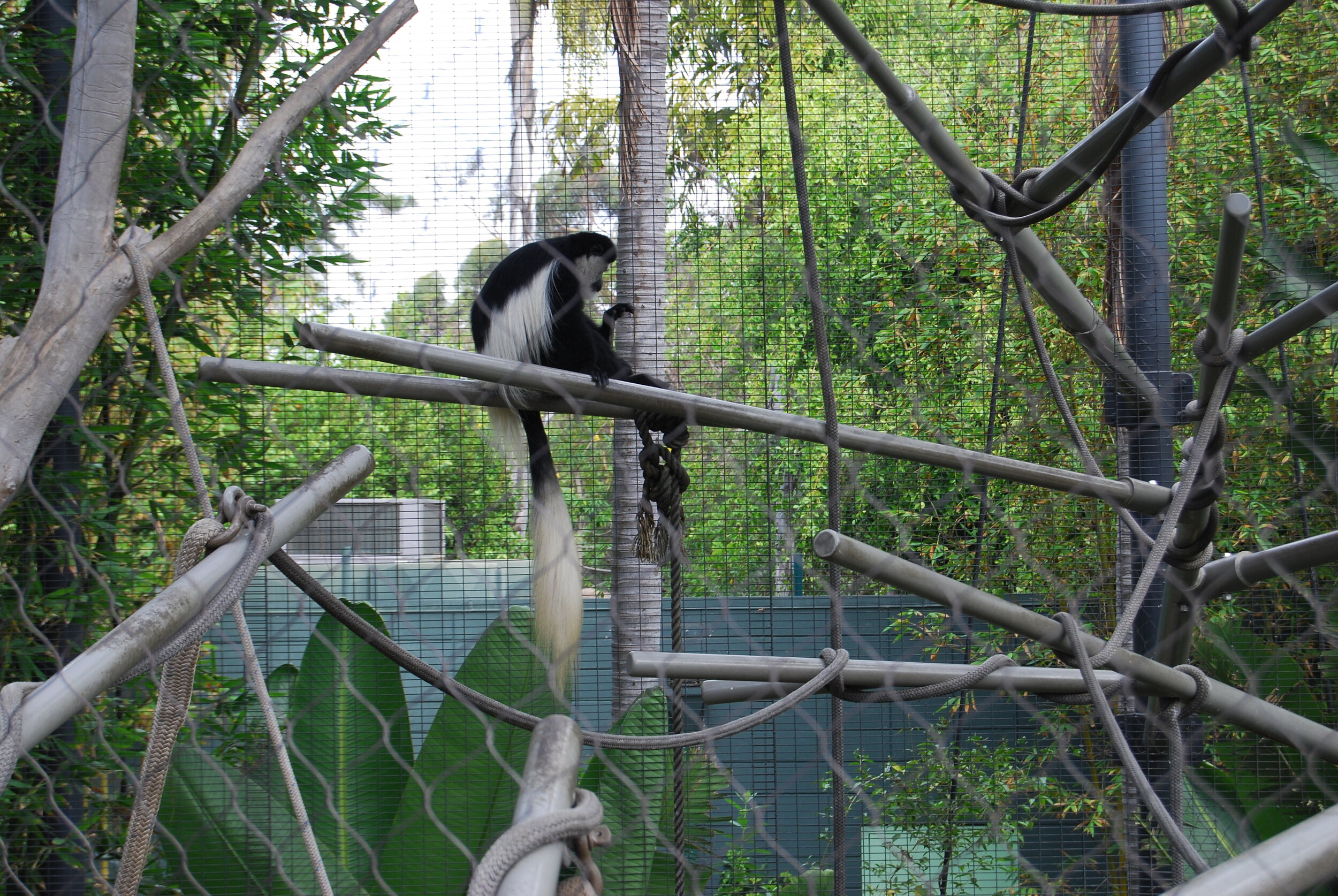 Monkey  San Diego Zoo