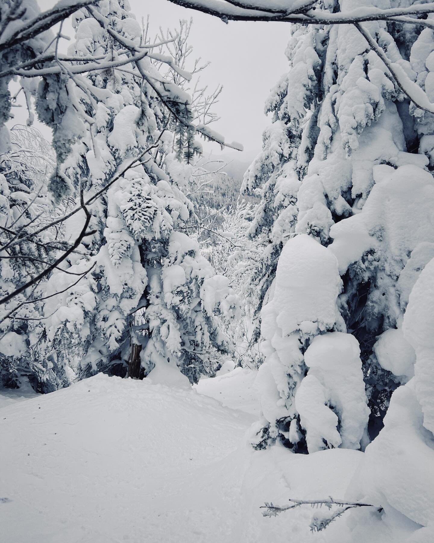 FEB is here today but looking back at what a beautiful month in JAN of riding up @jaypeakresort @thevikingmanor plenty of season left to still book up the manor. Contact direct for the best prices!! #shredthegnar #vikingmanorjaypeak