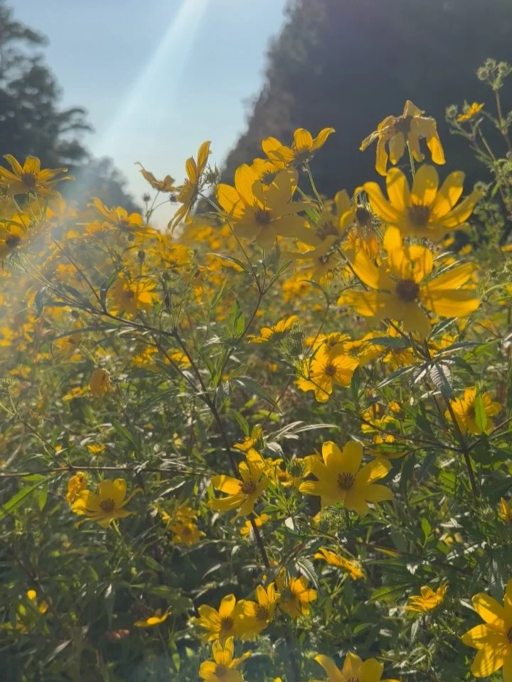 A small bee took it upon himself to visit each blossom. With the gentlest touch, he gave the wildflowers a little encouragement to keep growing. They turned towards the sun and swayed joyfully with the soft breeze. Beauty blooms in all places when nu