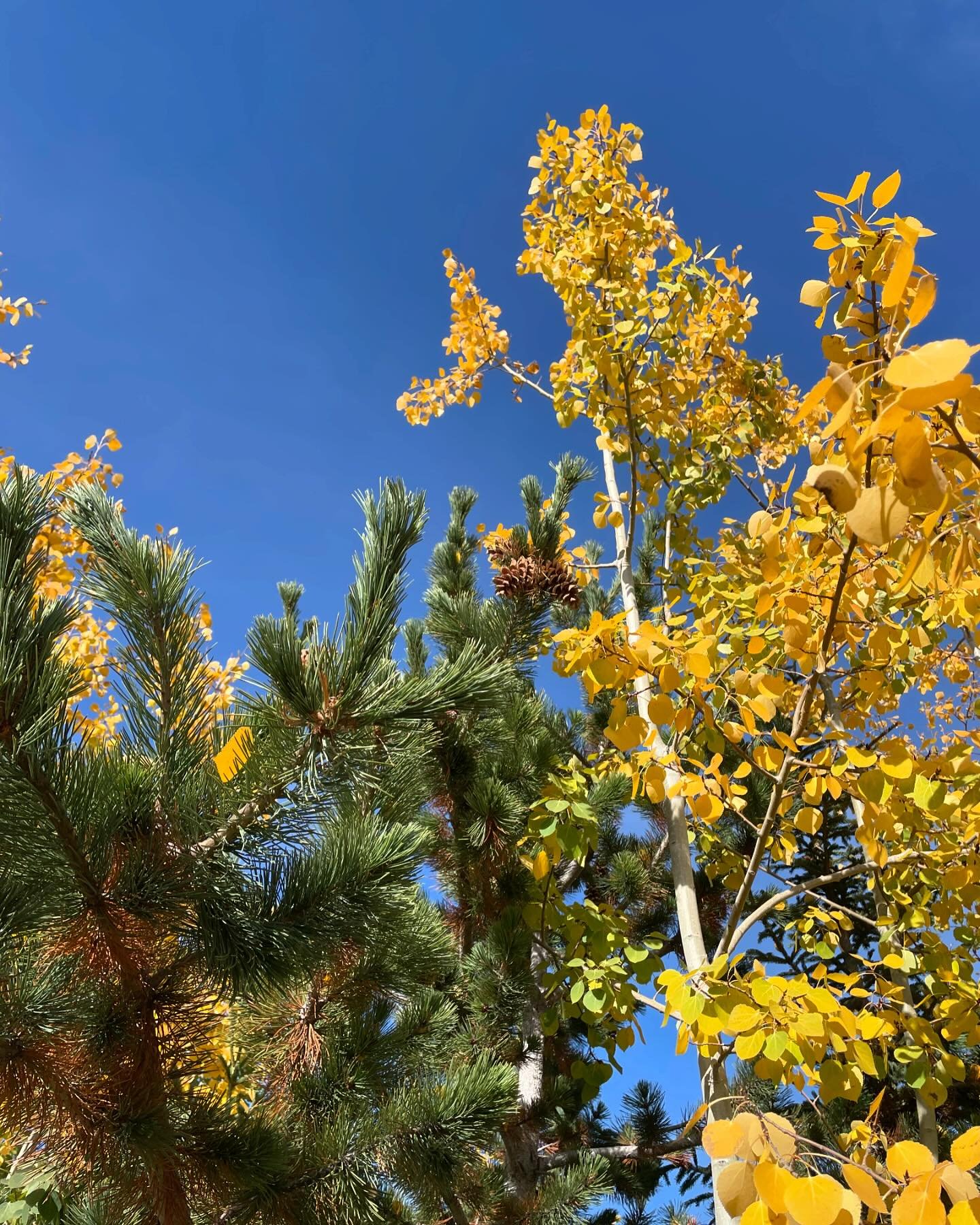 Aspens, sunshine, mountains on the horizon. 🍁🍃🍂