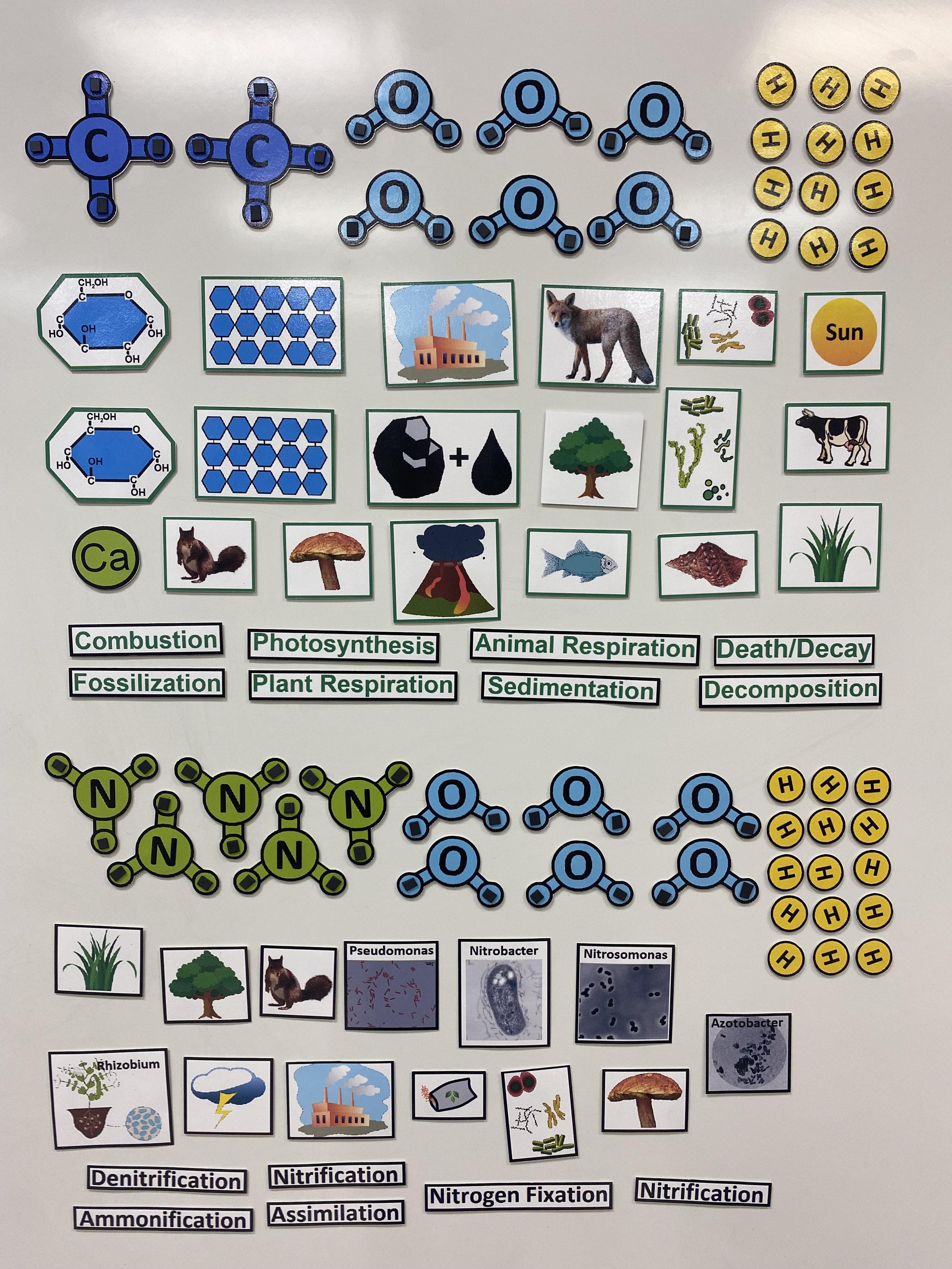 Module 12 Magnets.jpg