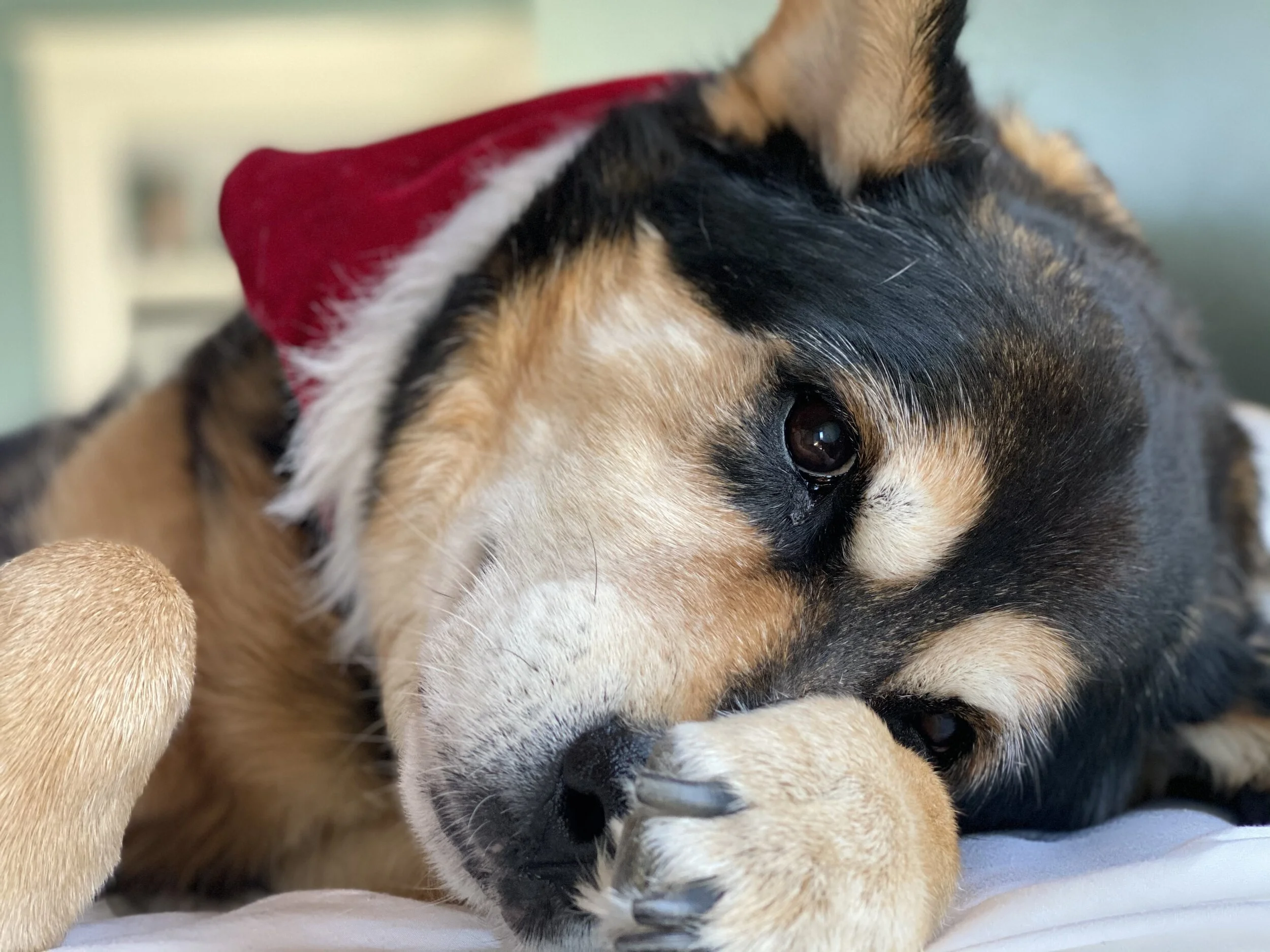 It’s National Puppy Day