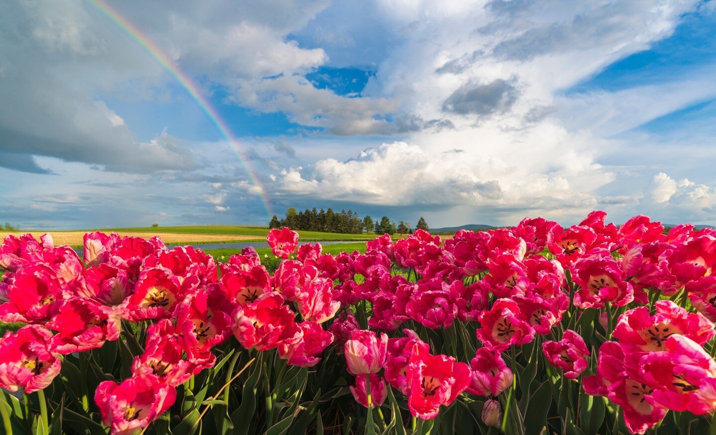 Our spring contest winner @wanderinglensphotos has quite literally captured the essence of this vibrant season in this pic! 🌸⁠
⁠
#aluminyzeit #aluminumprinting #handcrafted #uniquegifts #personalized #metalprint #decor #homedecor #springtime