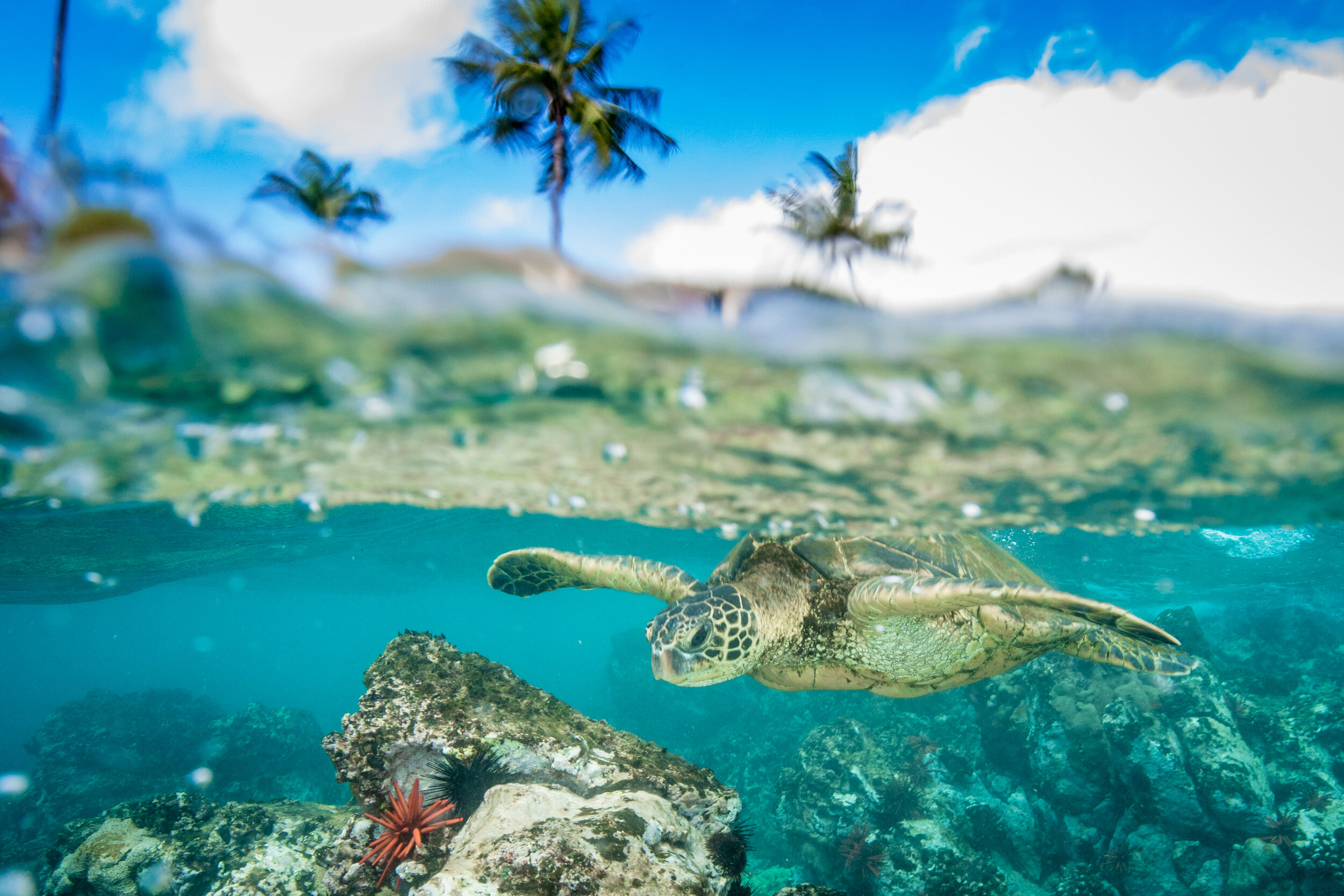 * Oahu Afternoon Snorkel Adventure