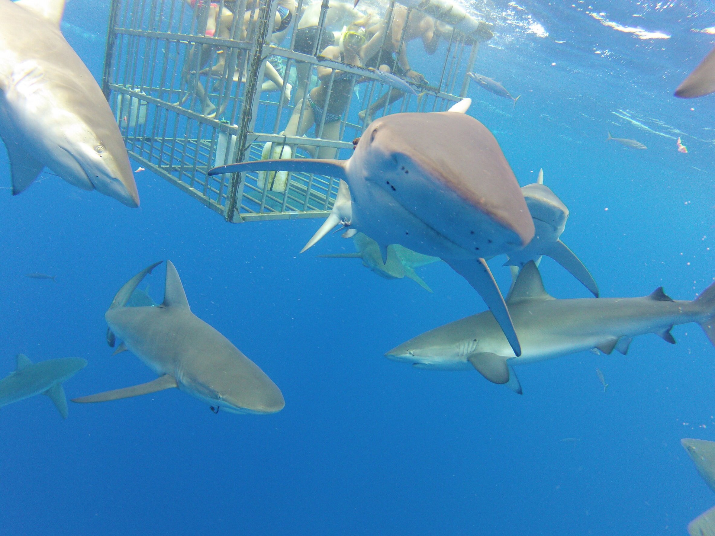 * Oahu North Shore Shark Adventure 