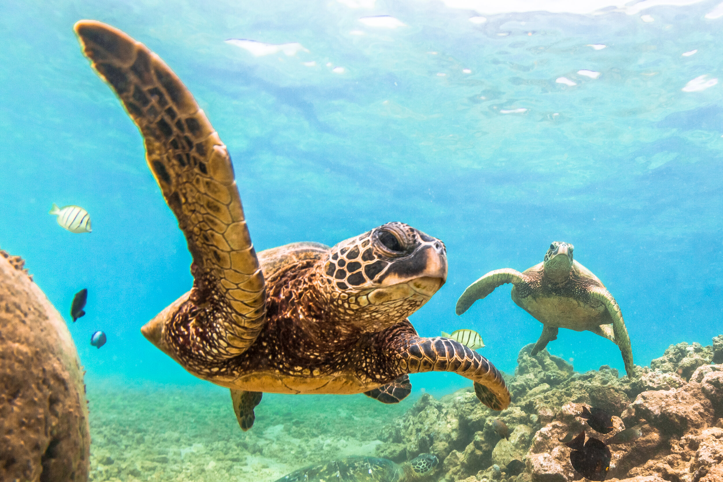 Maui Molokini and Turtle Town Snorkel 