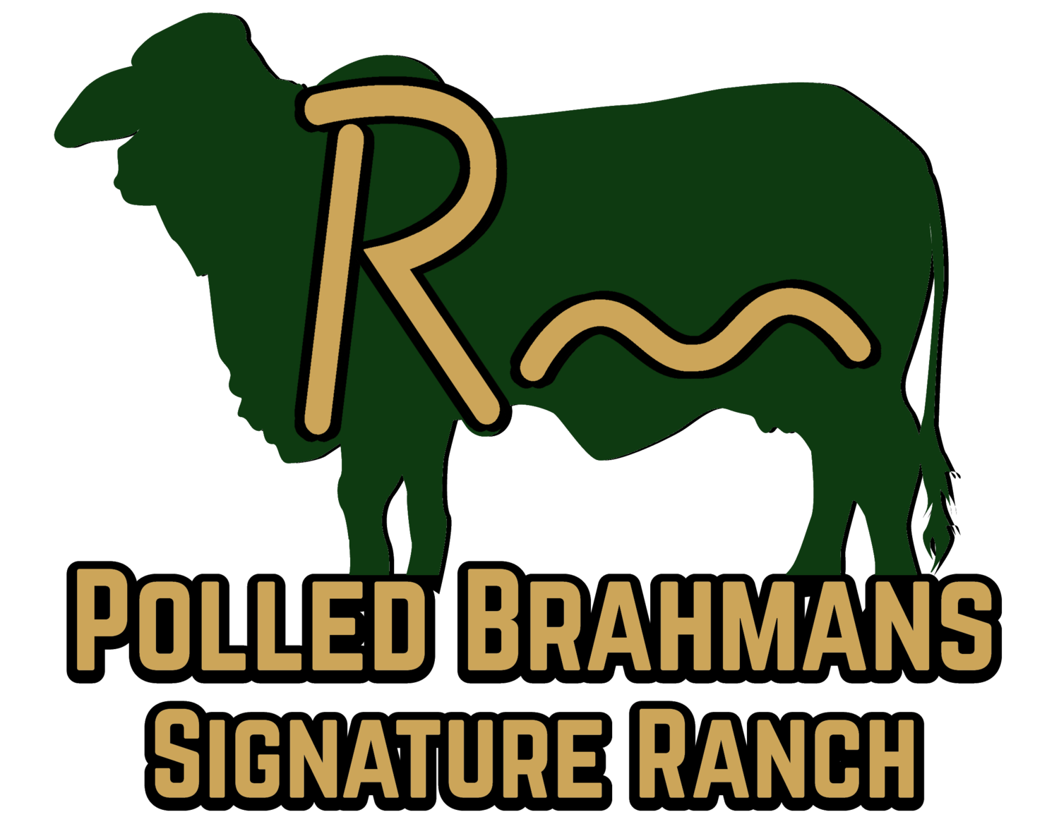 Signature Ranch Polled Brahmans