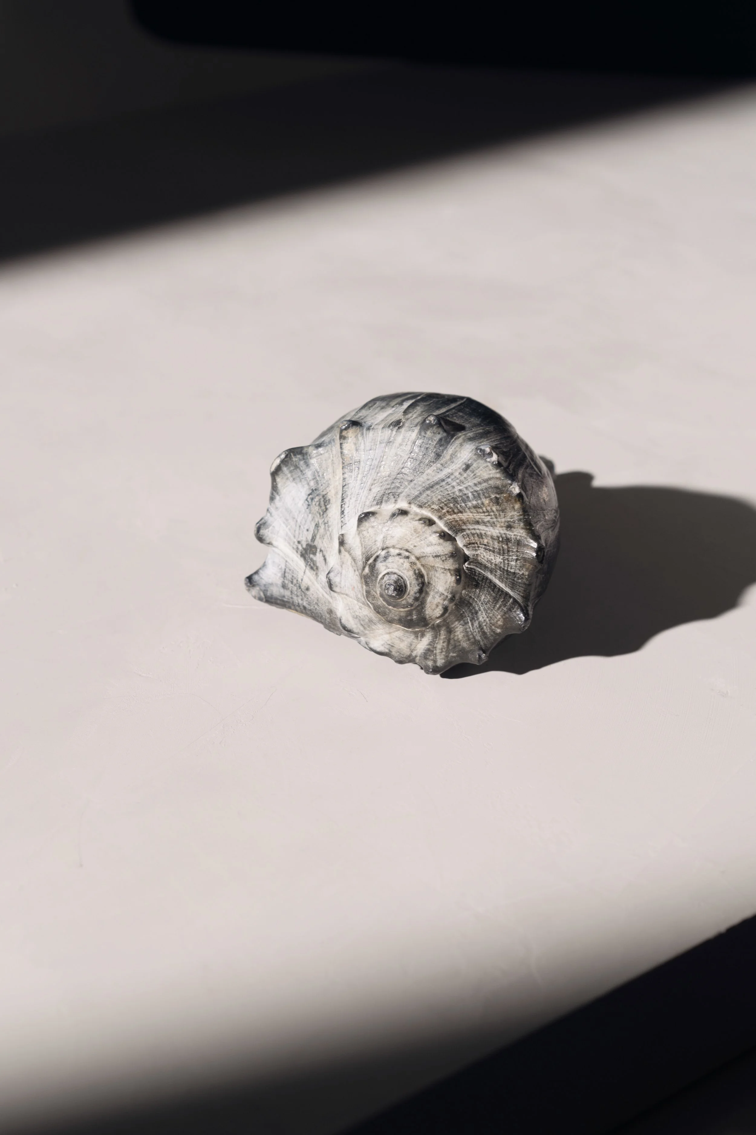 A seashell with a spiral pattern on a white surface, casting a shadow in lighting with contrasting dark and light areas.