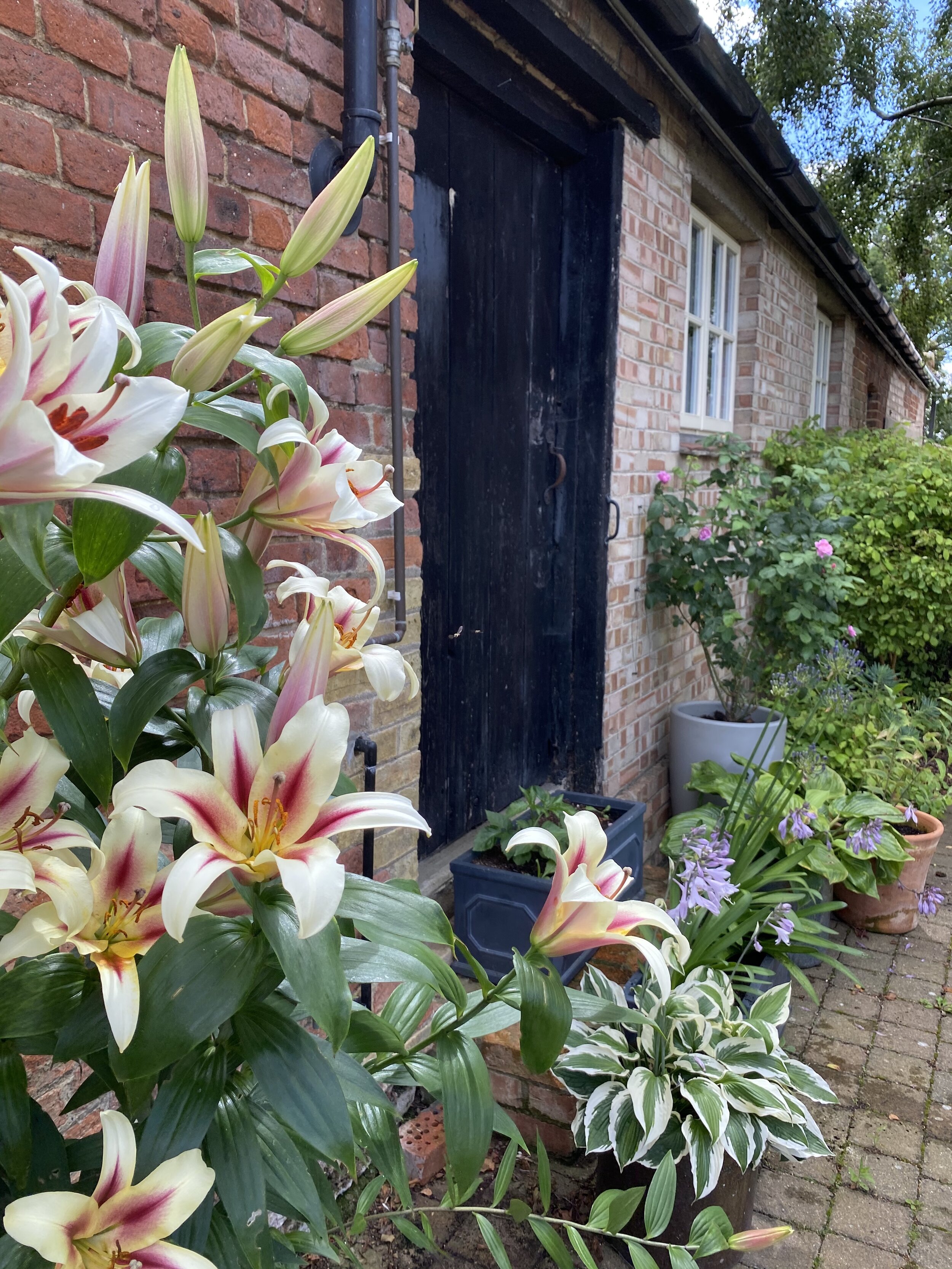Lillies infornt of door detail.JPG