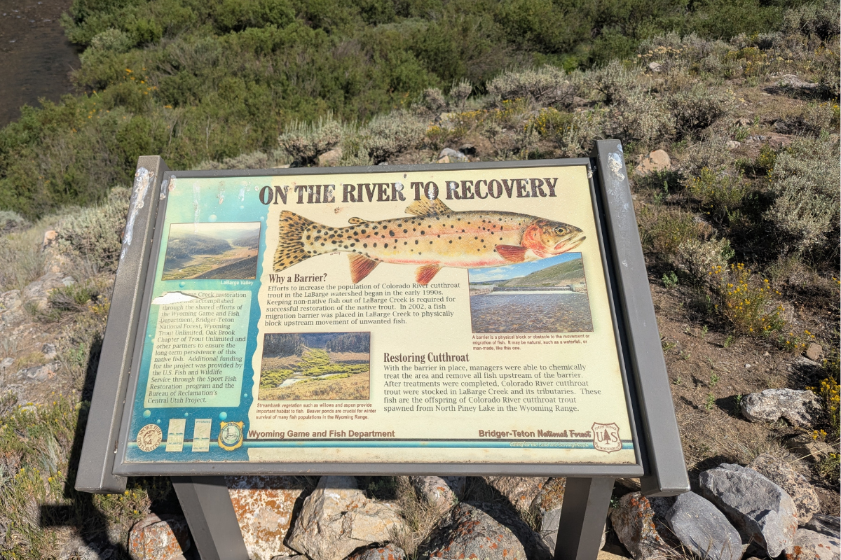 Mastering the Wyoming Cutt Slam: A Seasoned Angler's Guide to Native Trout and Conservation