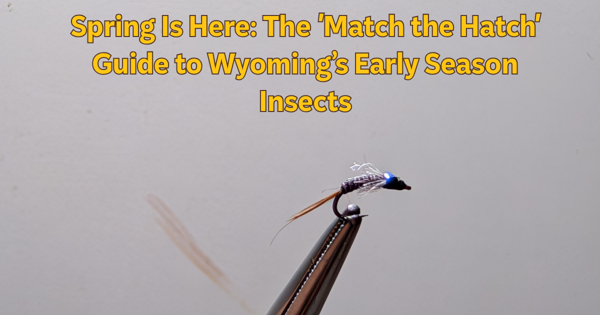 Spring Is Here: The 'Match the Hatch' Guide to Wyoming’s Early Season Insects