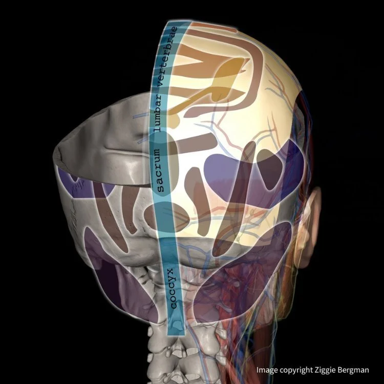 Cranial Reflexology Bergman Method
