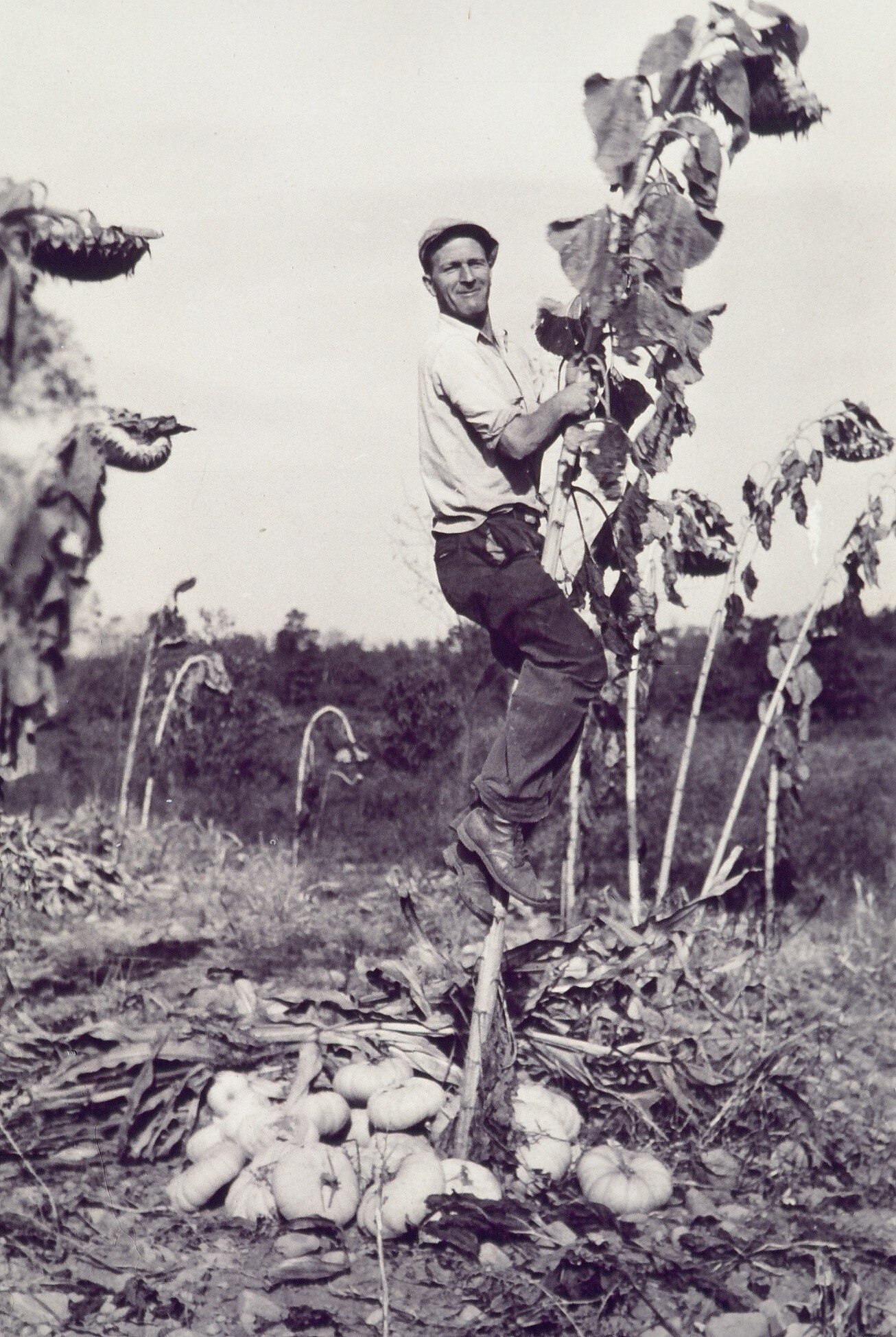 jack parker on cornstalk.JPG