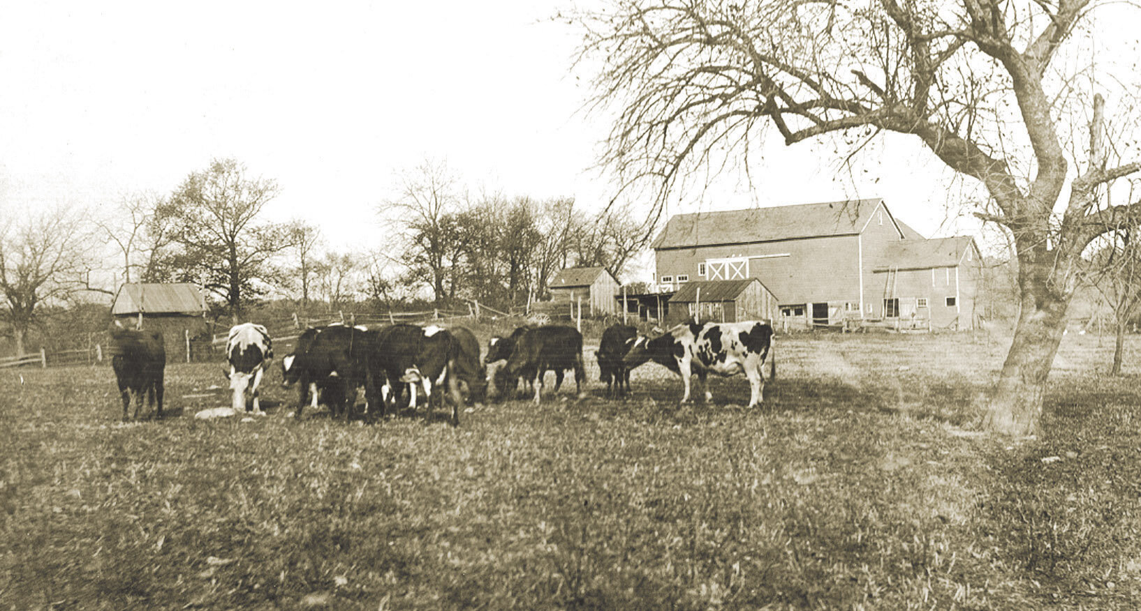 Hennion_cows_barn.jpg