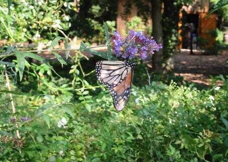 monarch-barn-454x322_orig.jpg