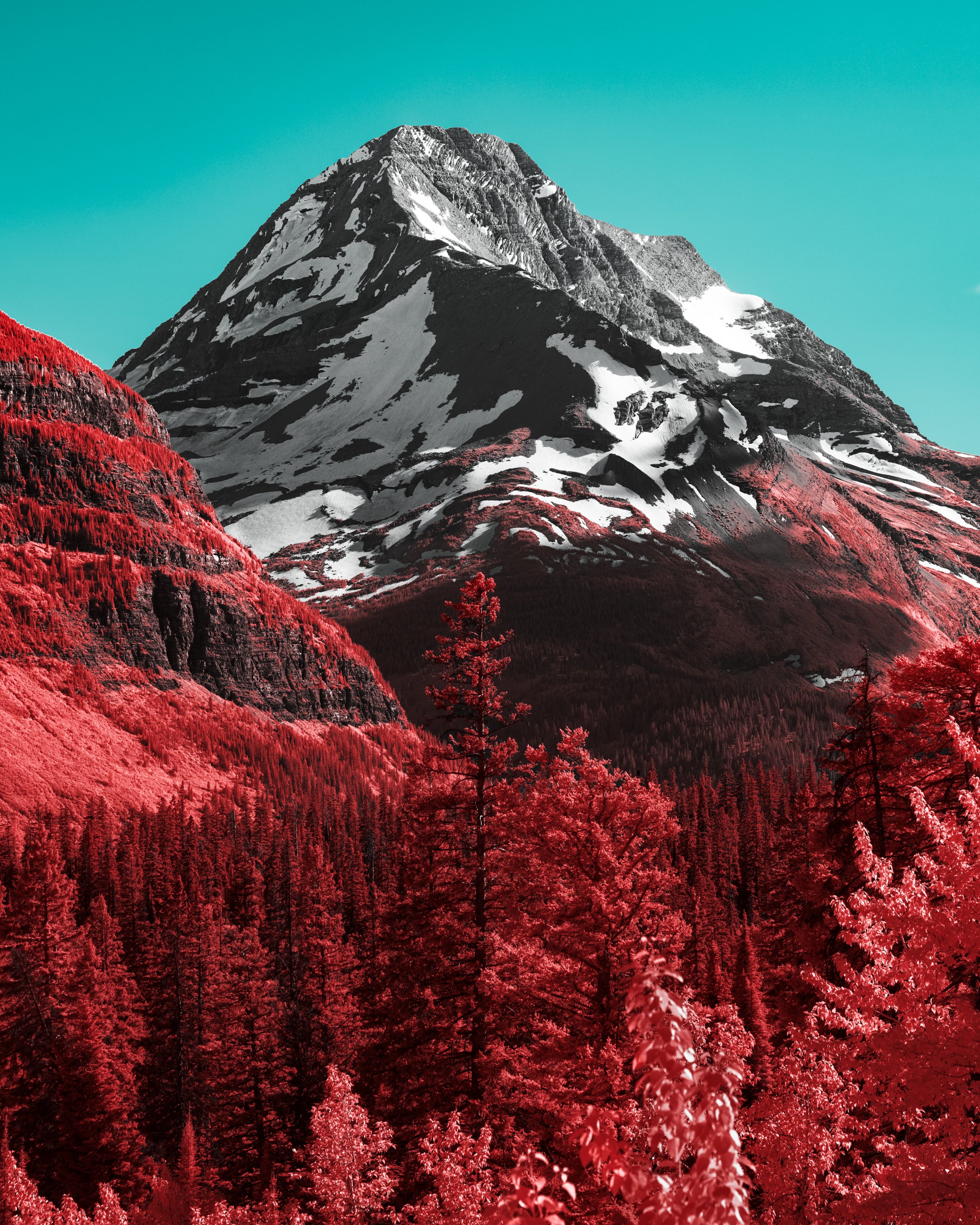 A mountain with snow patches and a forest of red-colored trees in the foreground against a teal sky.