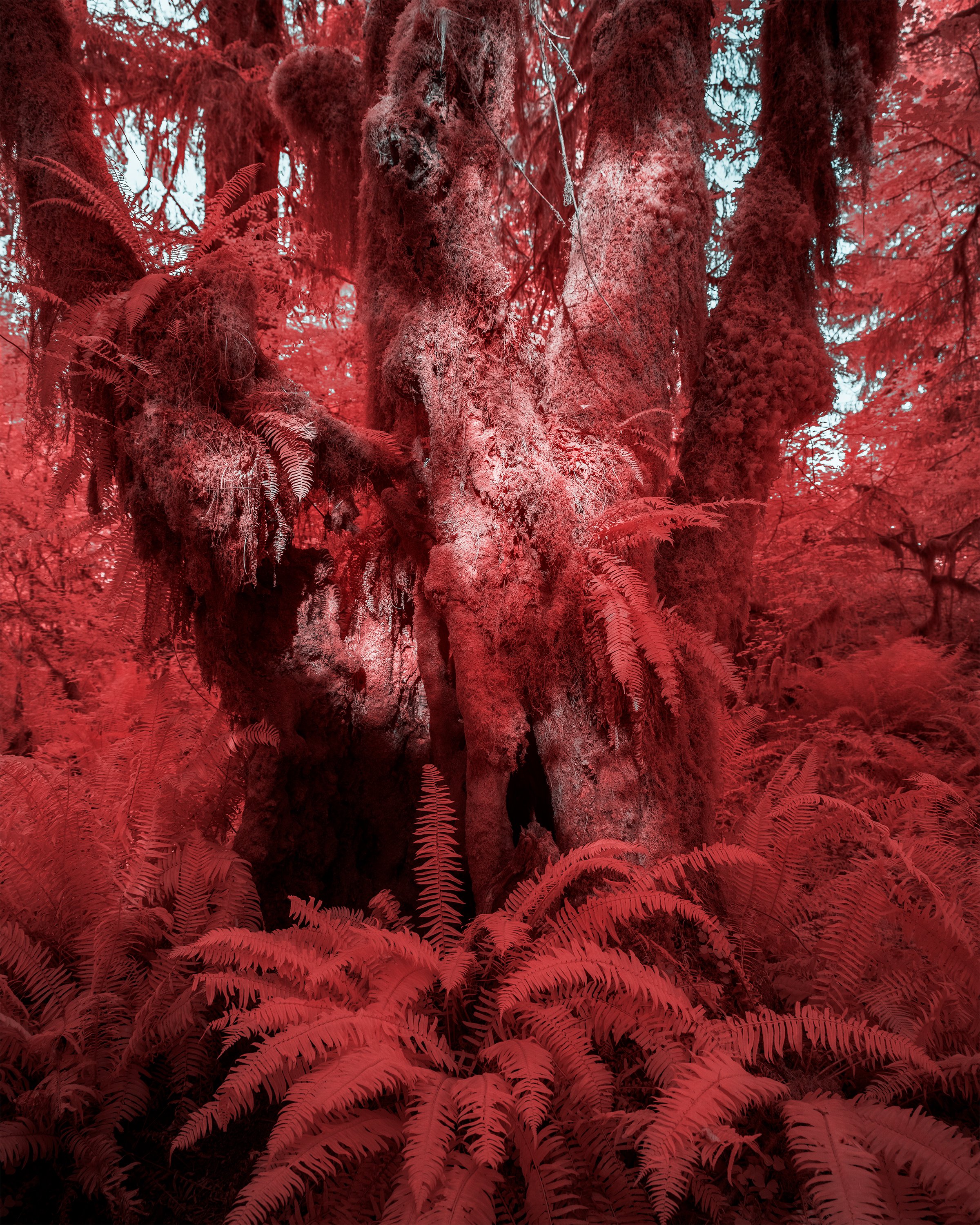 A large, old tree trunk in a forest with ferns and dense foliage surrounding it, all captured with a red filter.