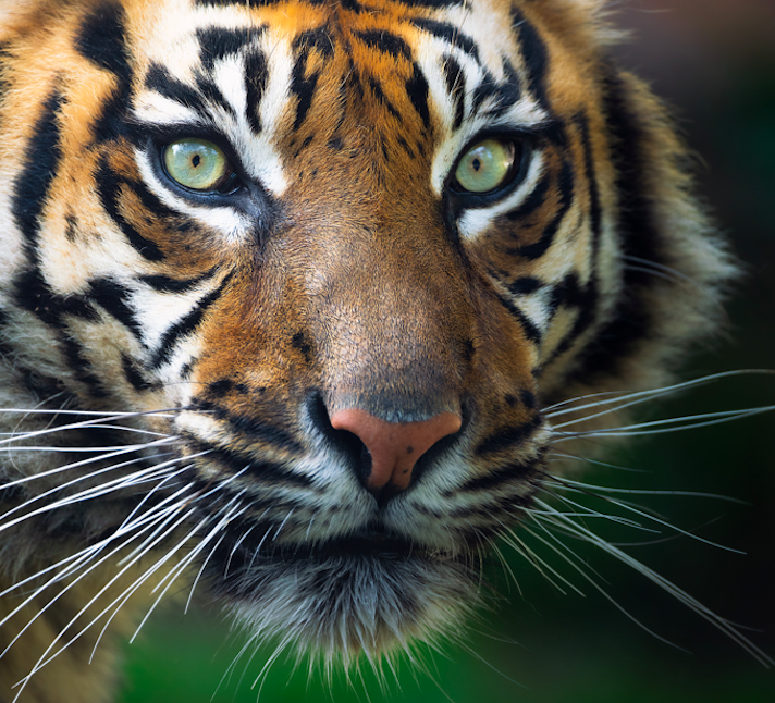 Tiger In The Tank - February 2022