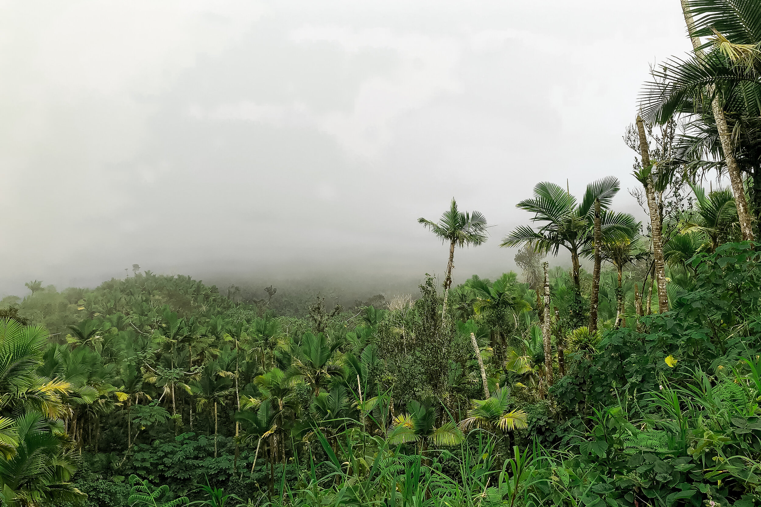 El Yunque 3.jpg