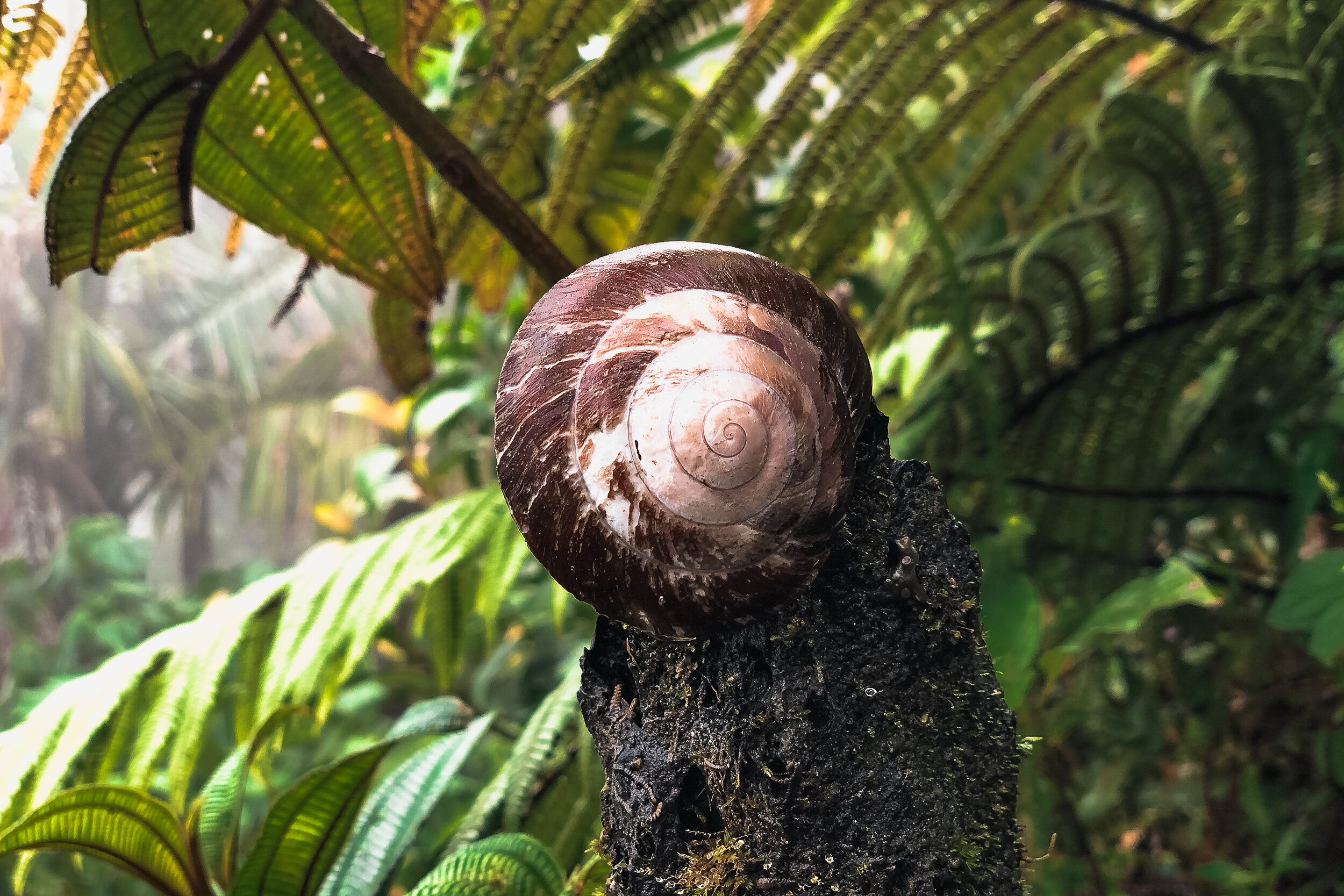 El Yunque 7.jpg