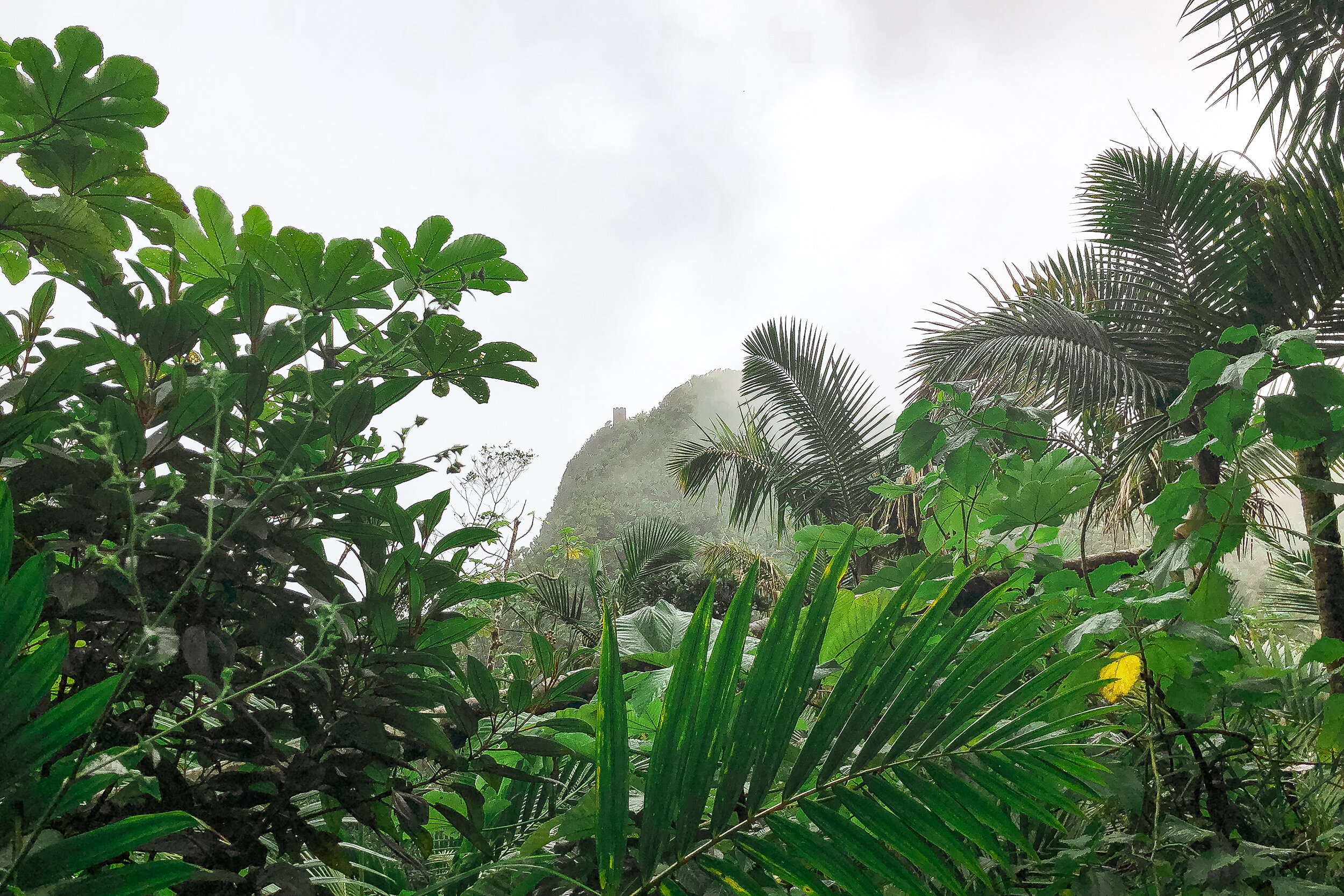 El Yunque 2.jpg