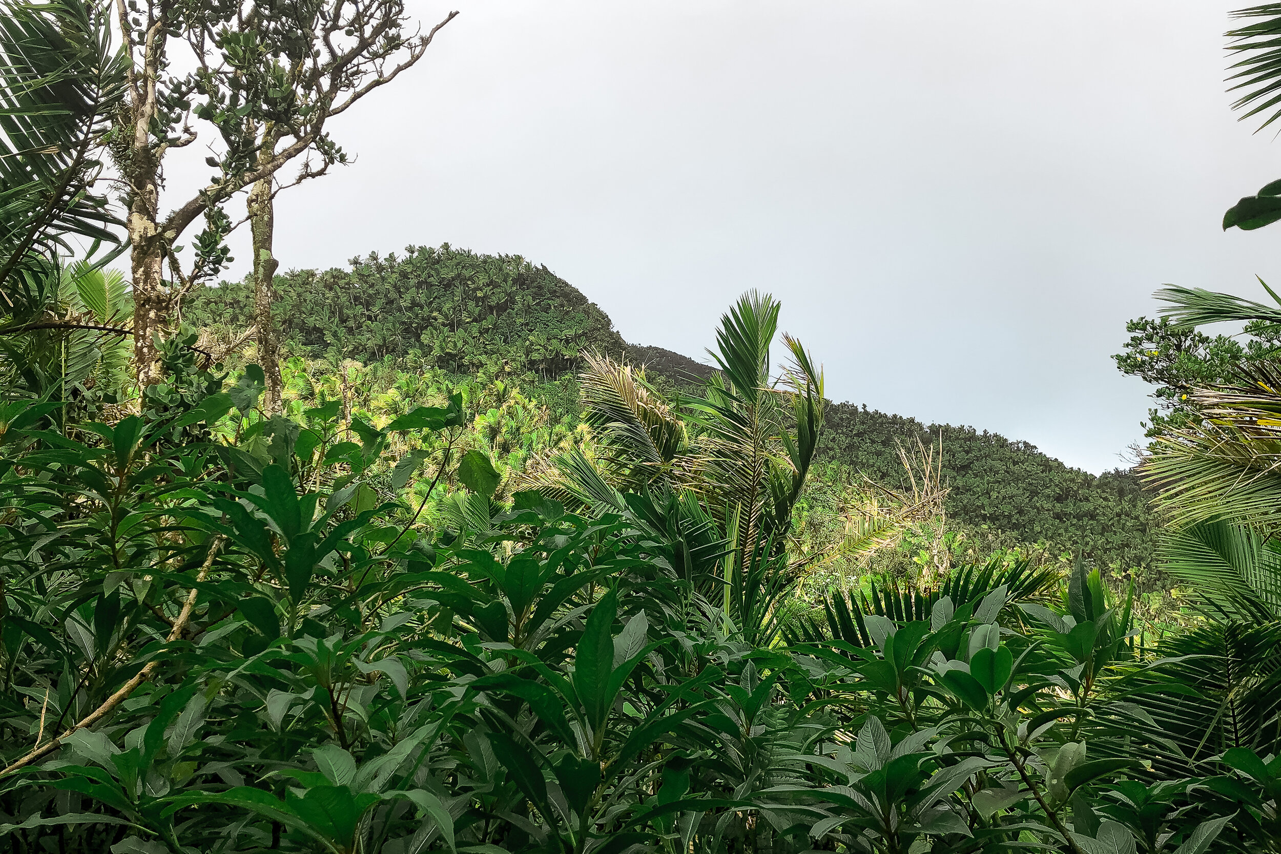 El Yunque 3.jpg