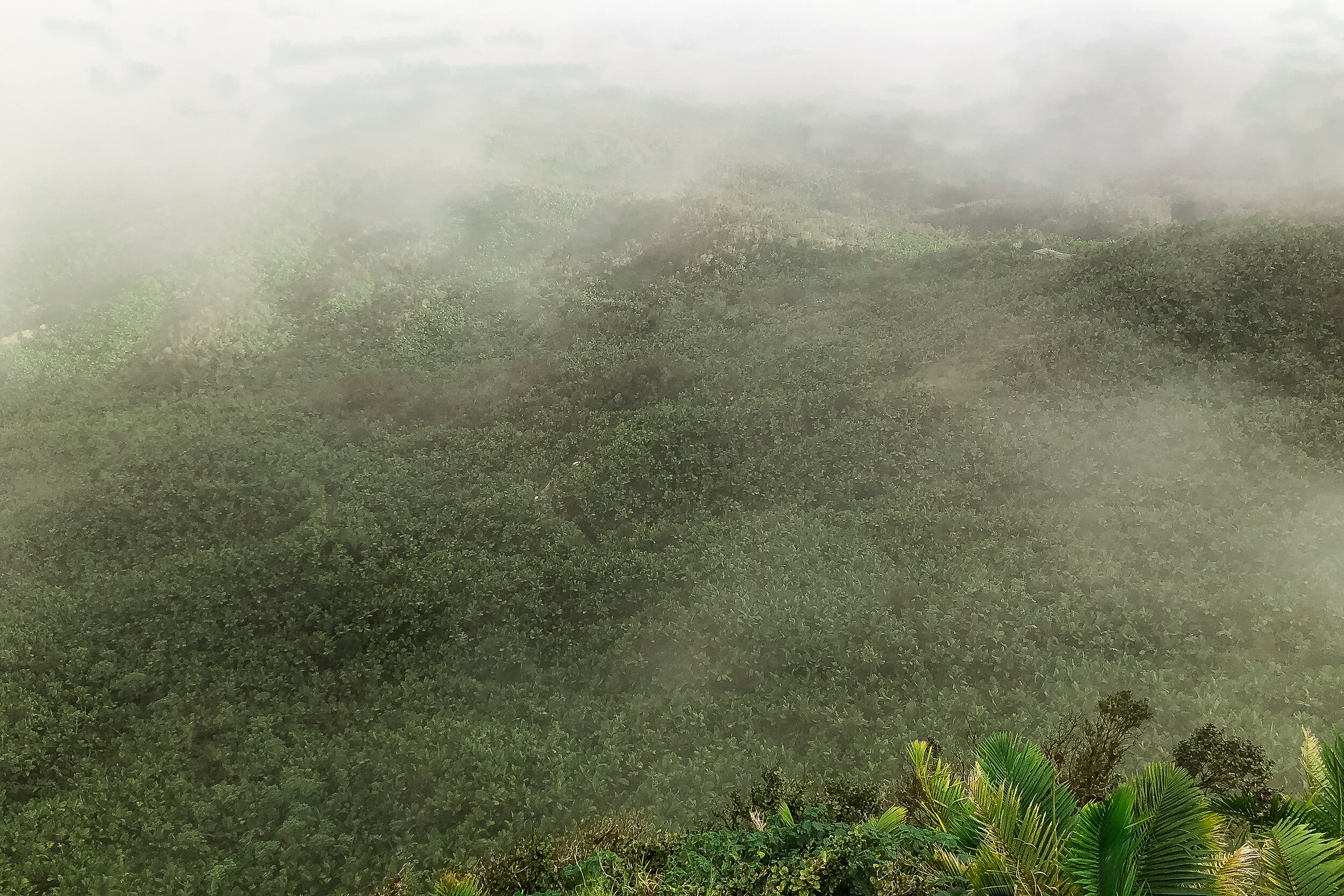 El Yunque 6.jpg