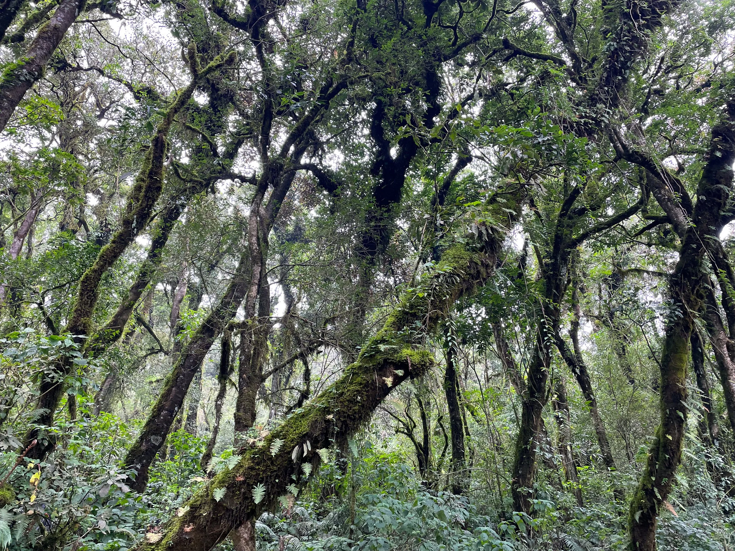 Volcan_de_ Acatenango_02.jpg