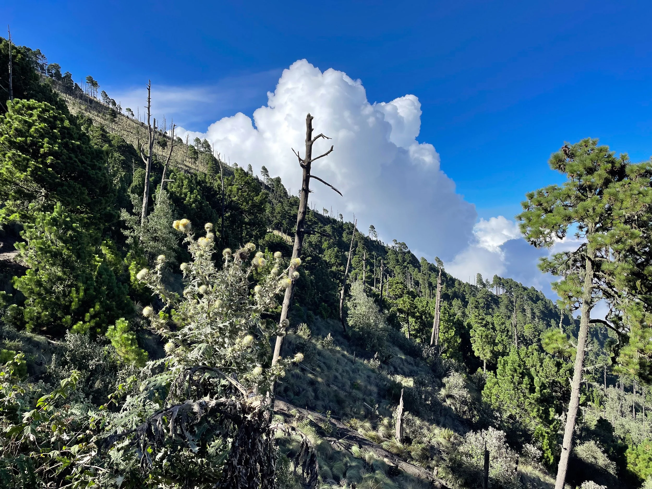 Volcan_de_ Acatenango_06.jpg