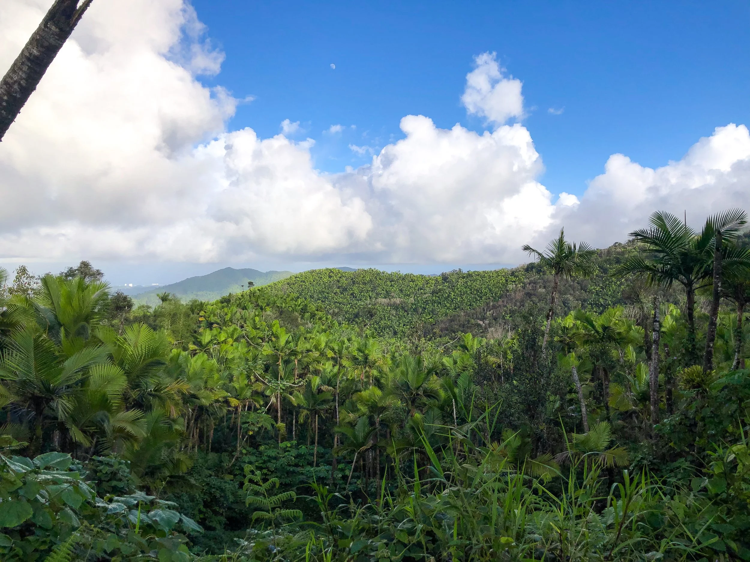El_Yunque_03.jpg