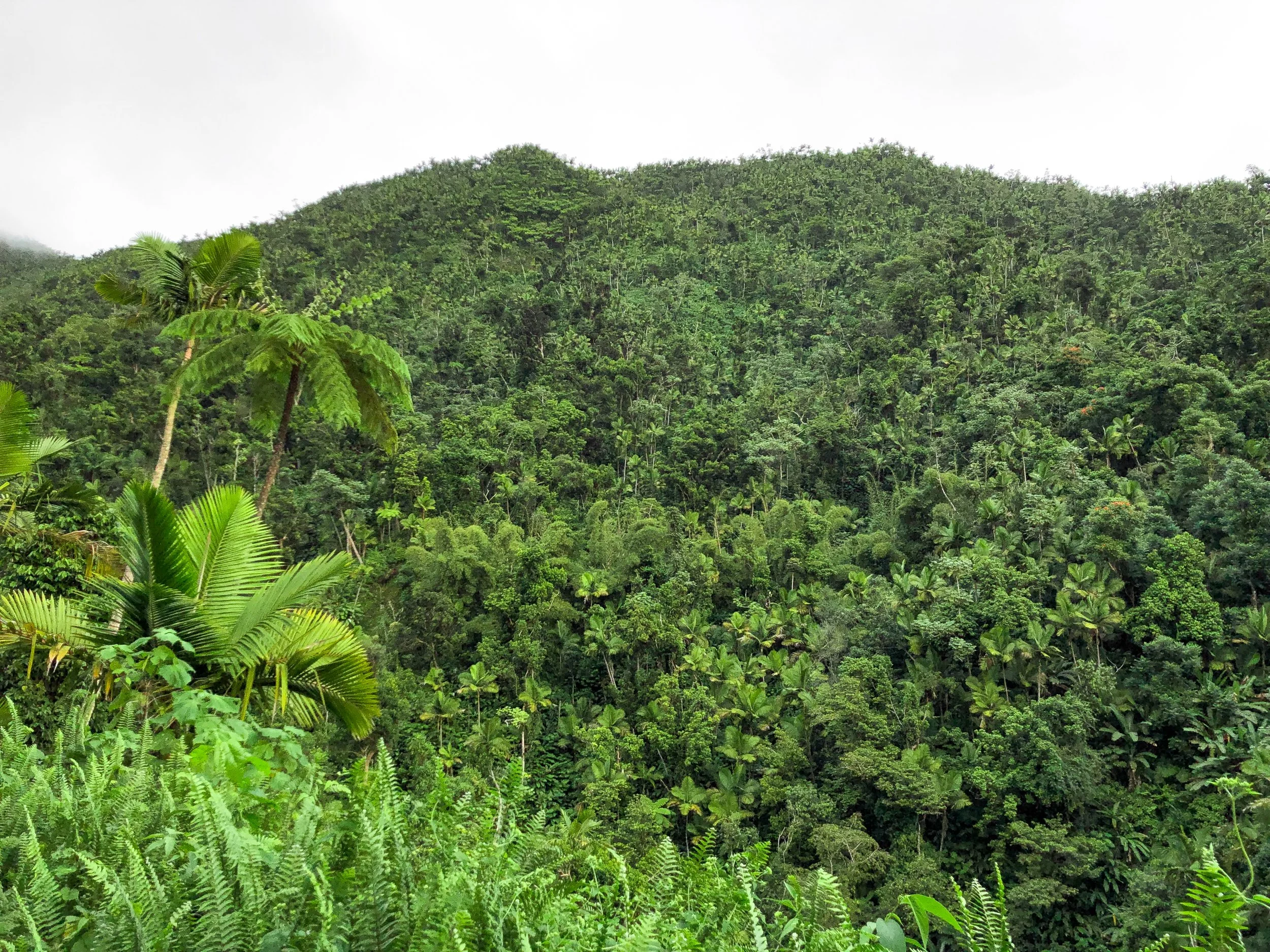 El_Yunque_05.jpg