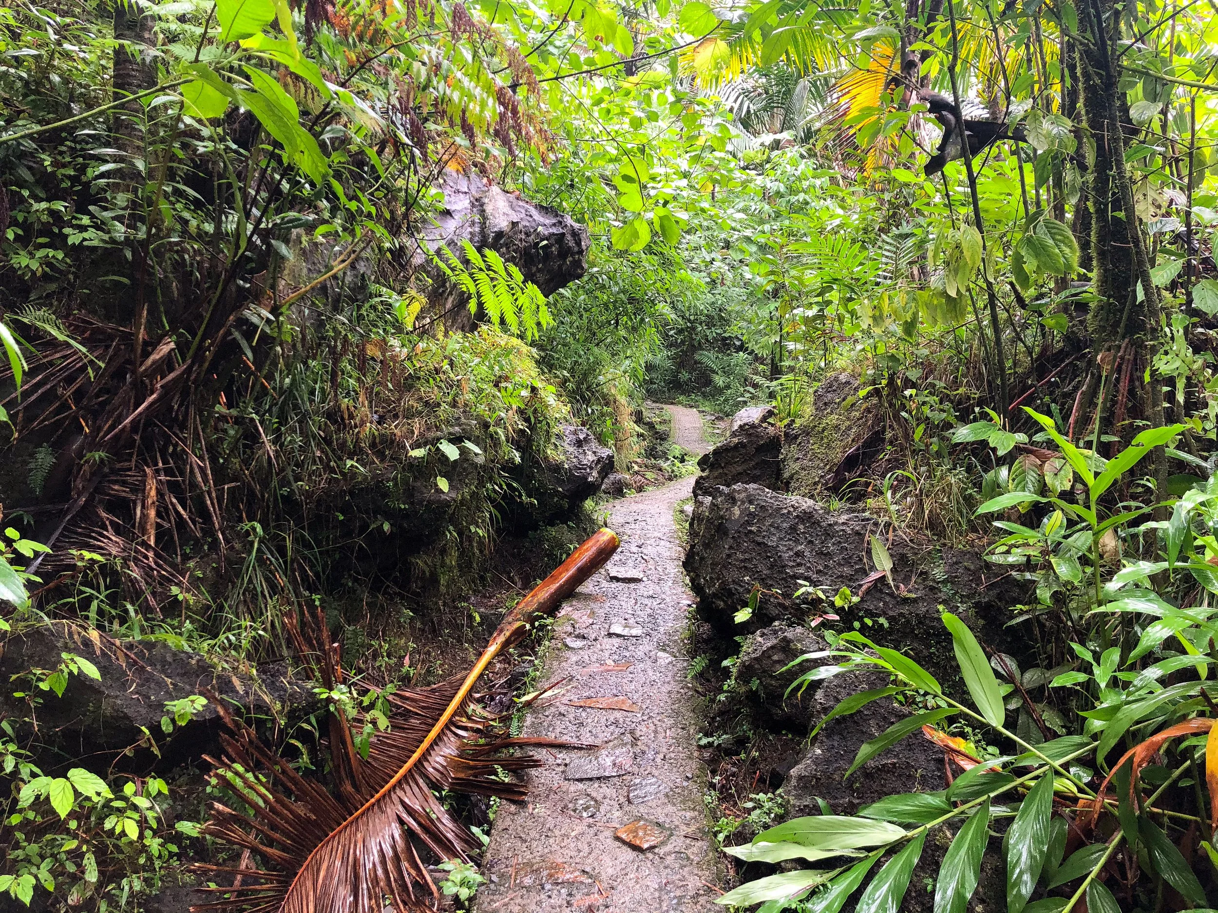 El_Yunque_07.jpg