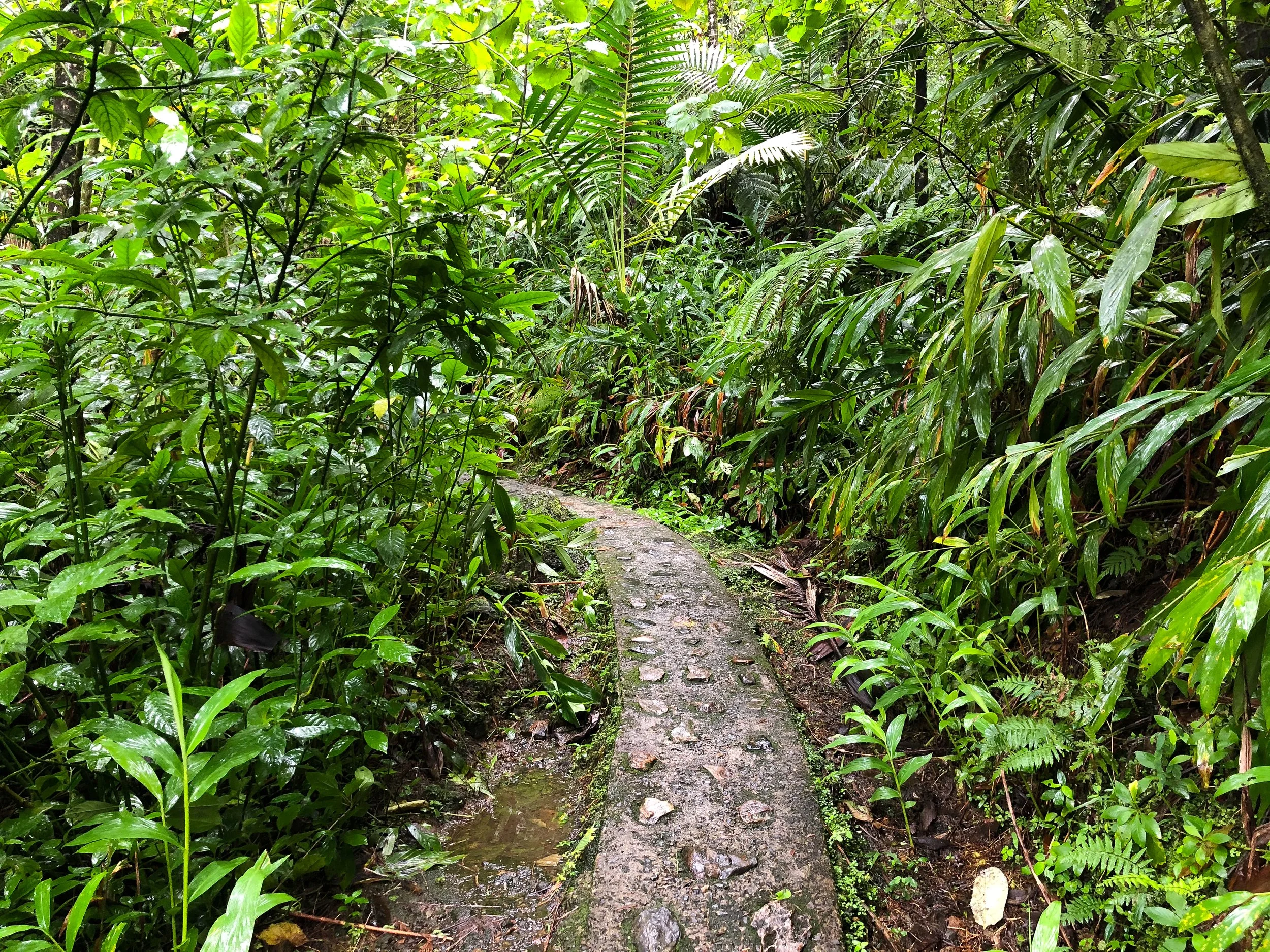 El_Yunque_08.jpg