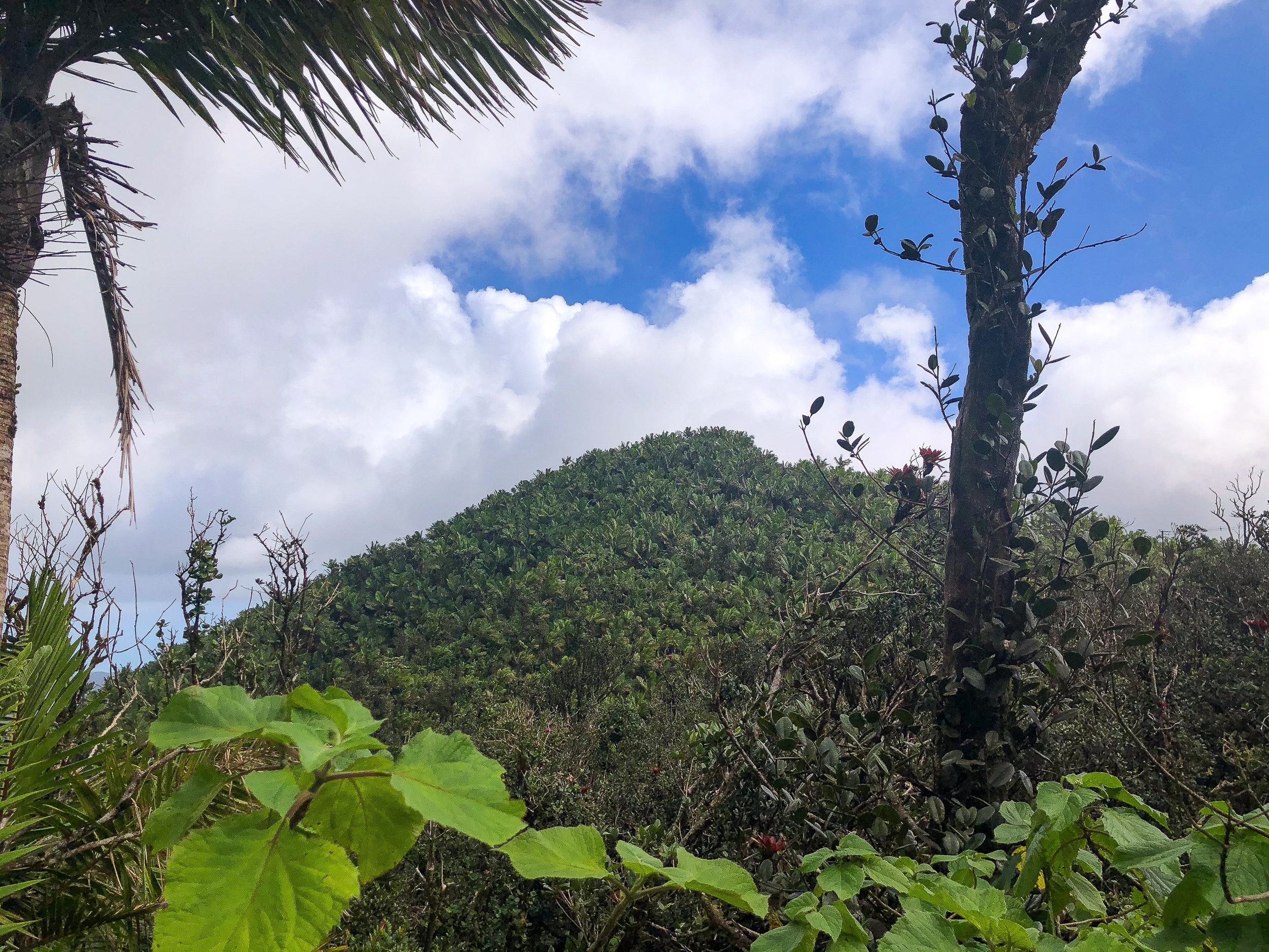 El_Yunque_11.jpg