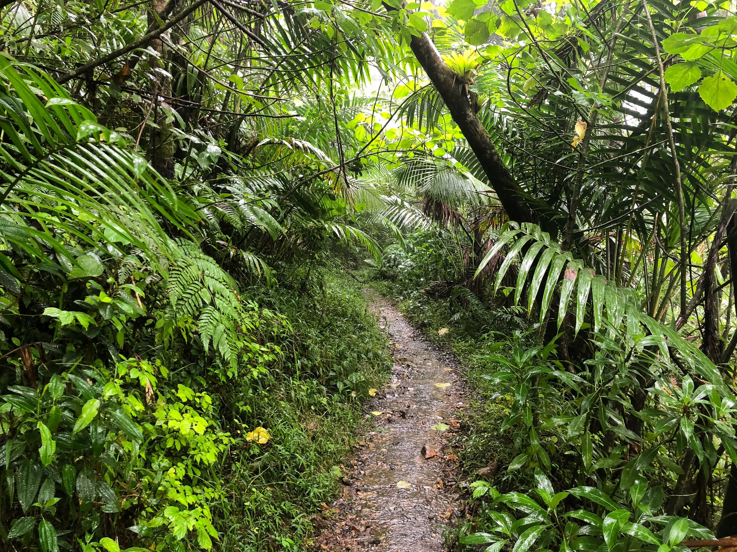 El_Yunque_10.jpg