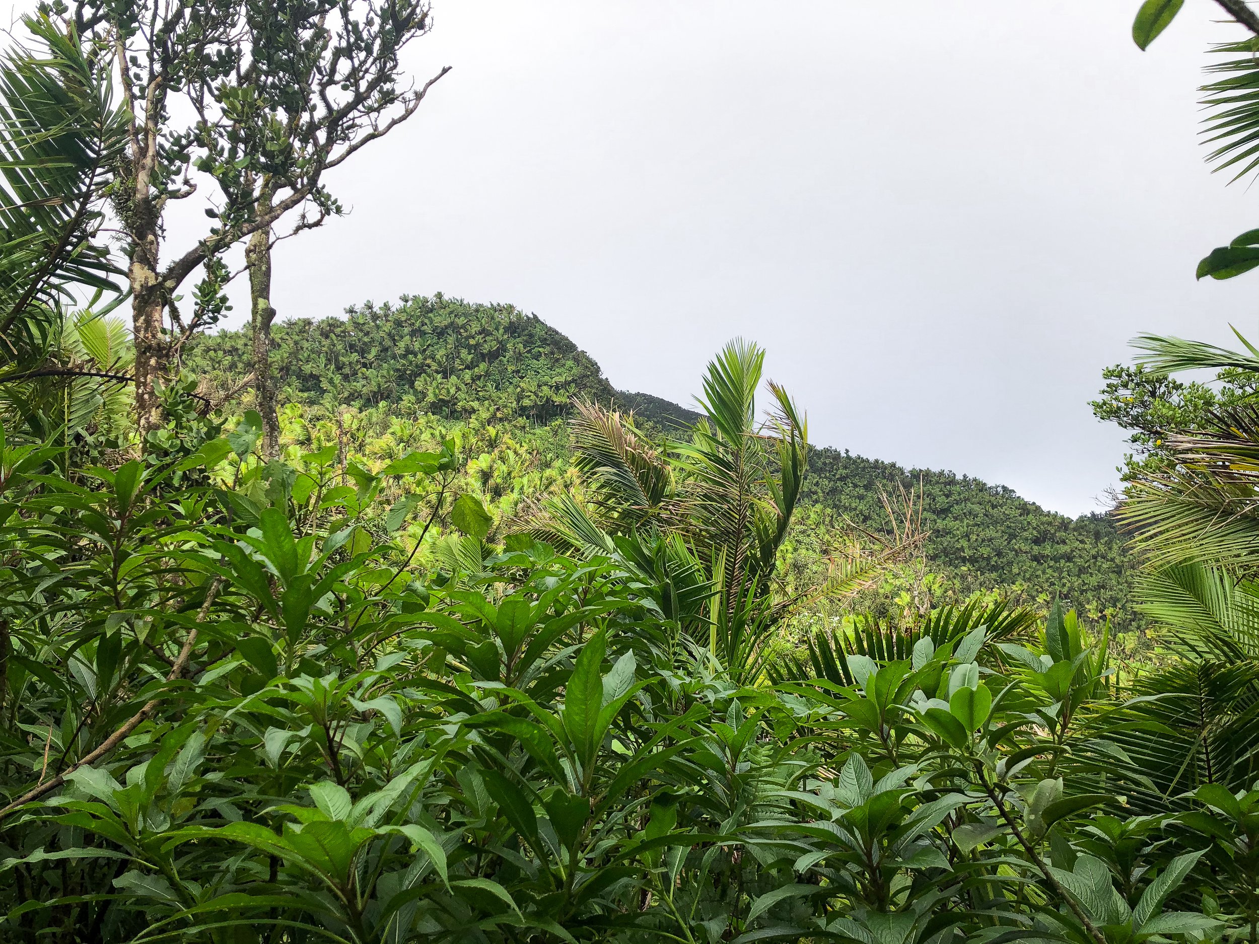 El_Yunque_12.jpg