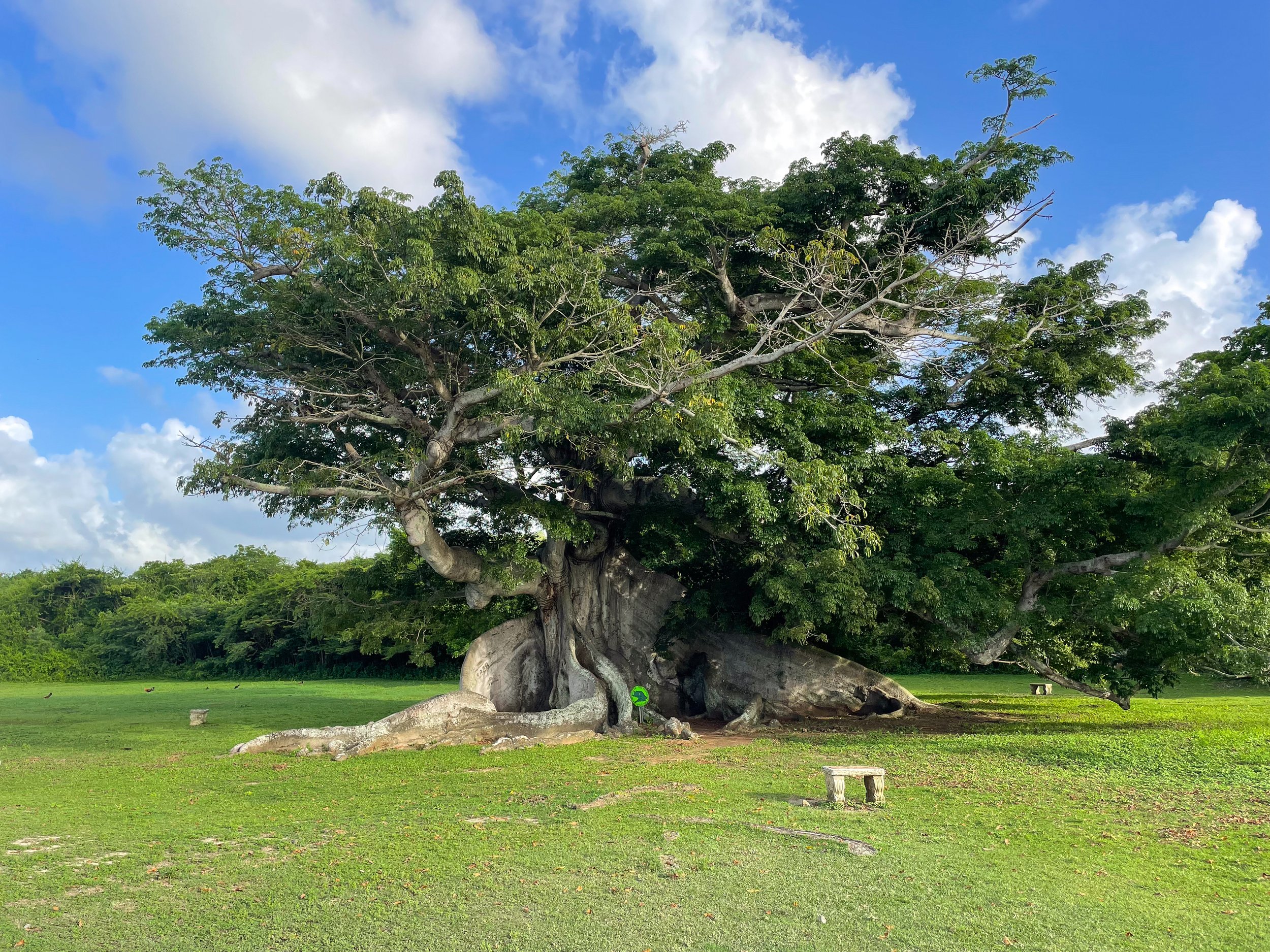 Ceiba_Tree.jpg