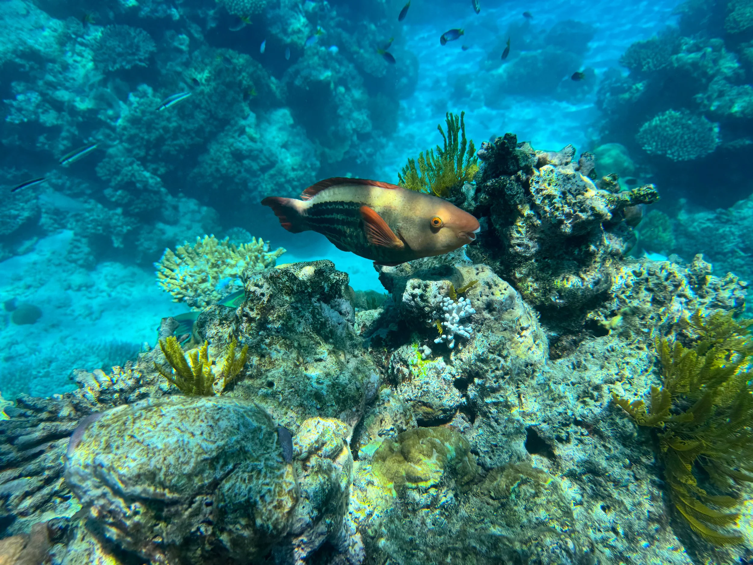 Saxon_Reef_Coral_Garden_01.jpg