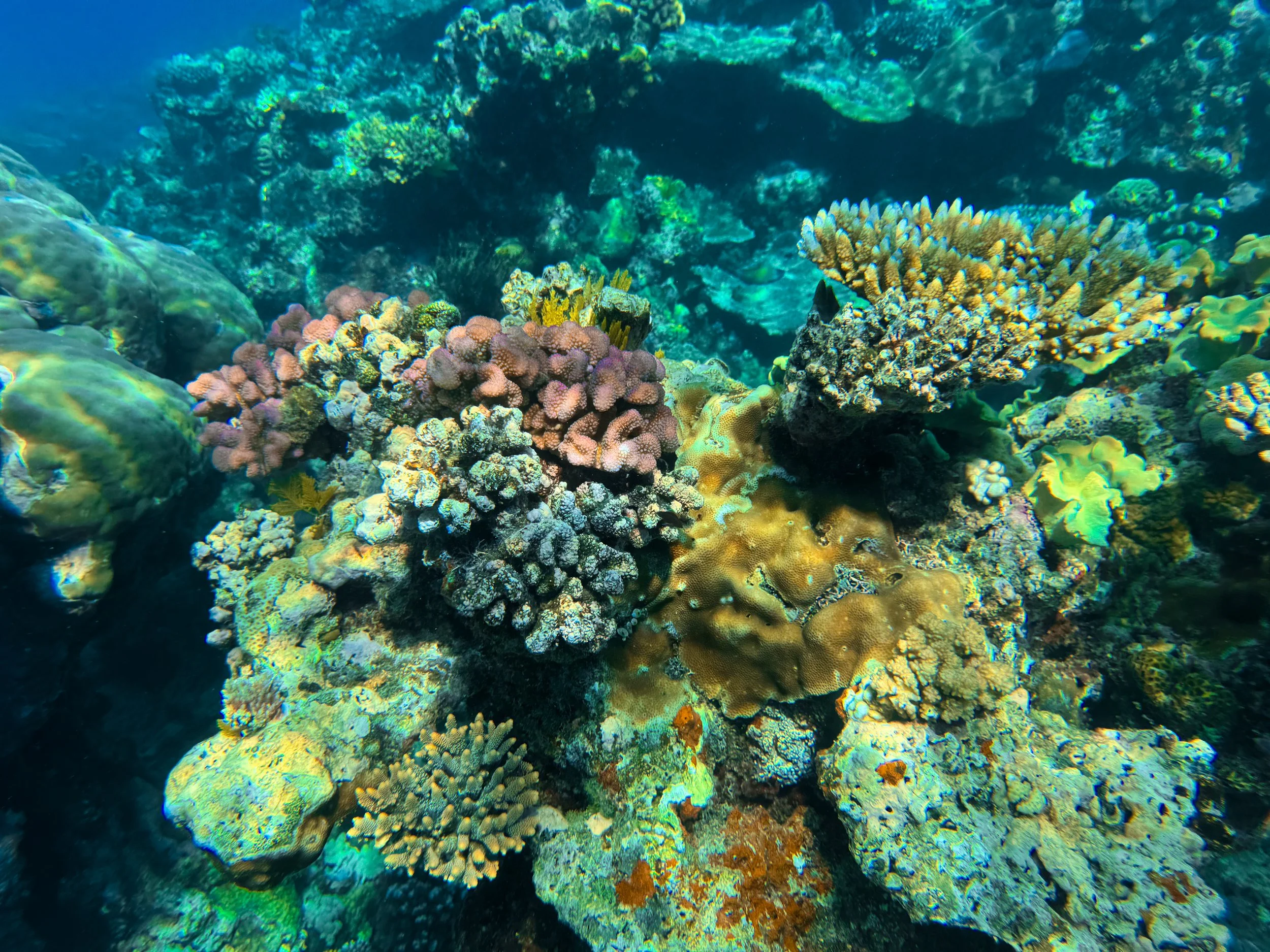 Saxon_Reef_Coral_Garden_04.jpg